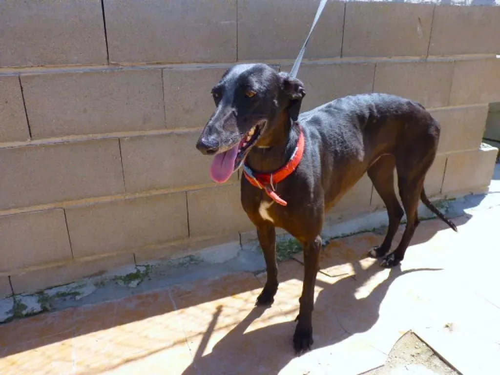 choiva adozione levrieri galgo 6