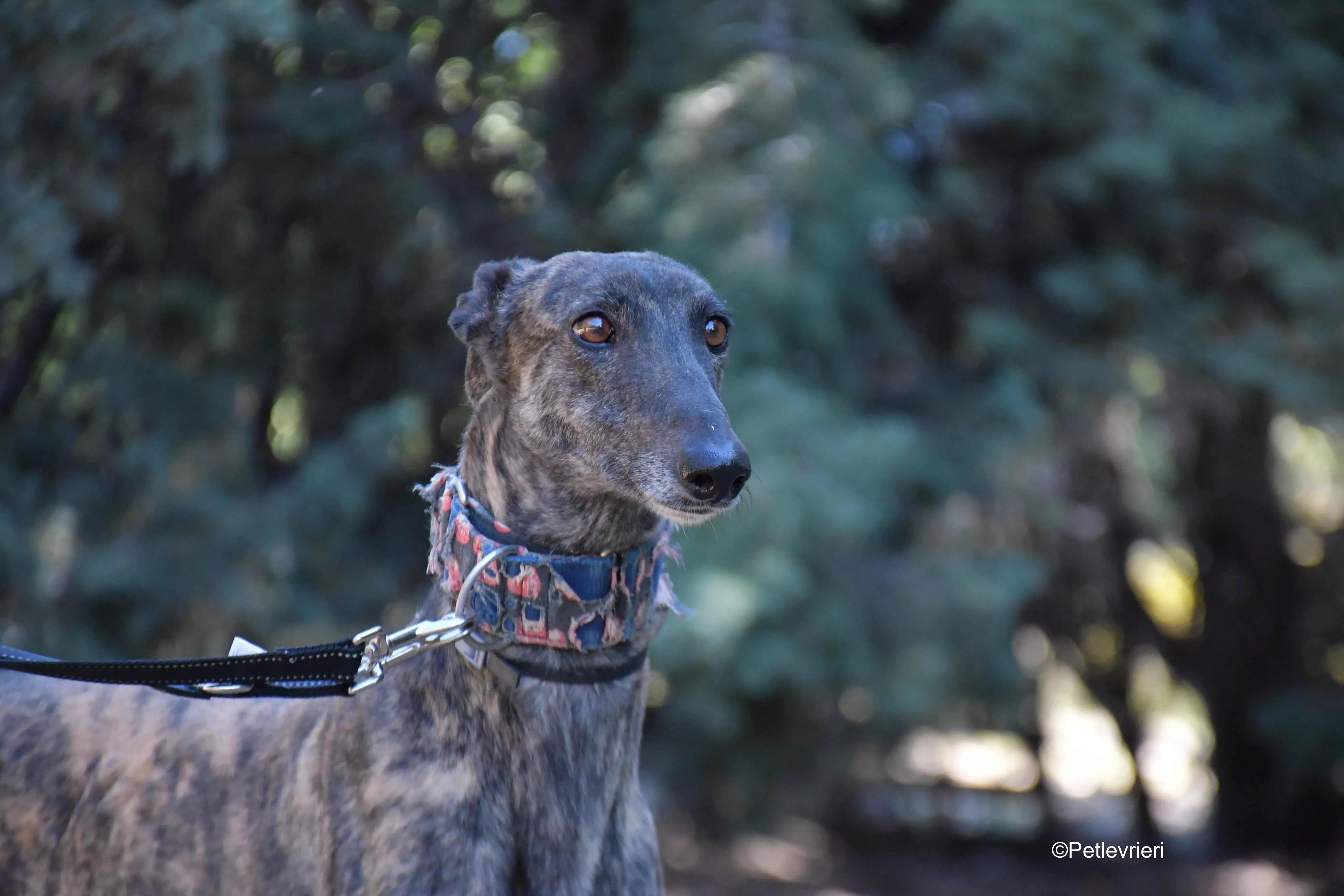 cholo adozione levrieri galgo 1