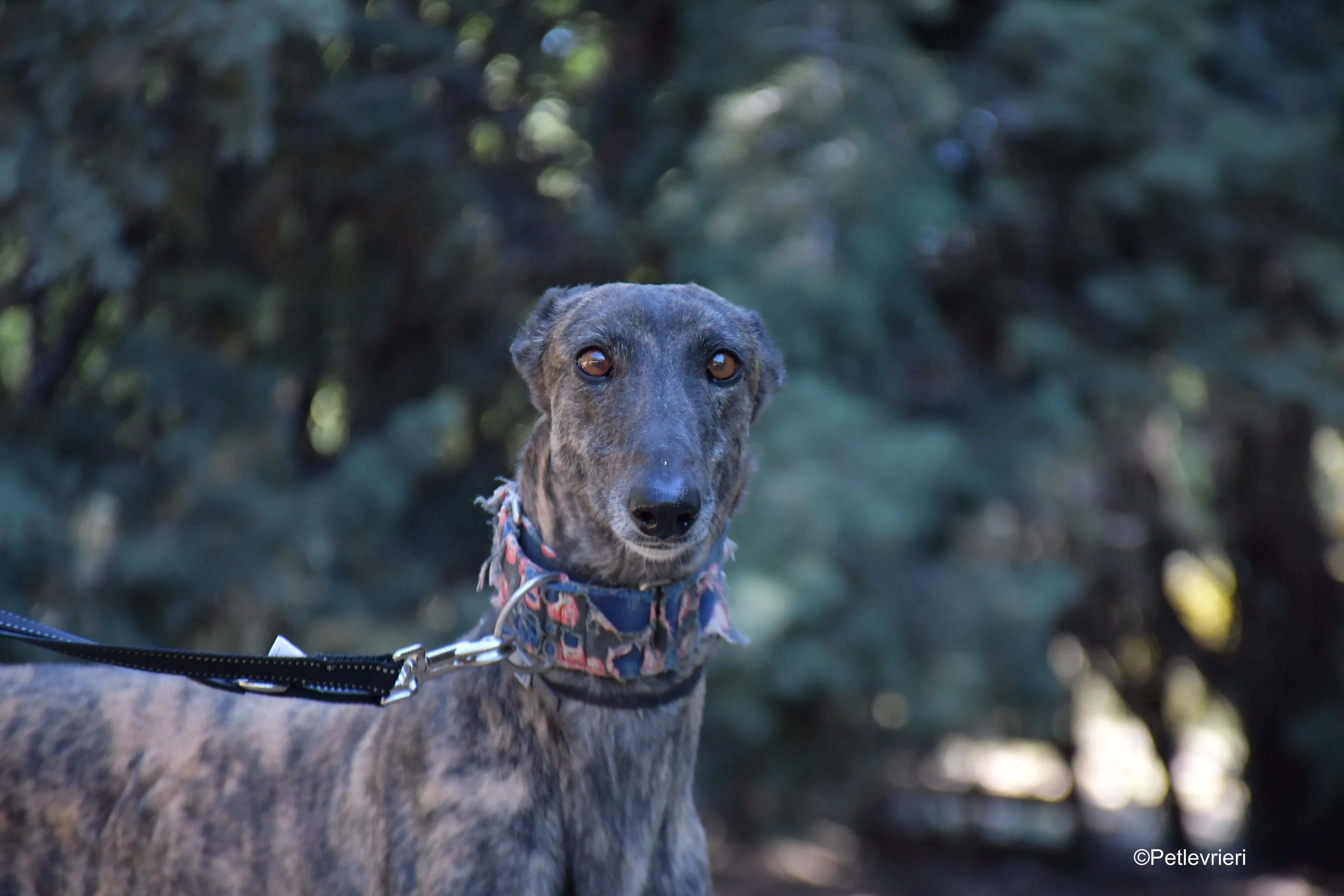 cholo adozione levrieri galgo 2JPG