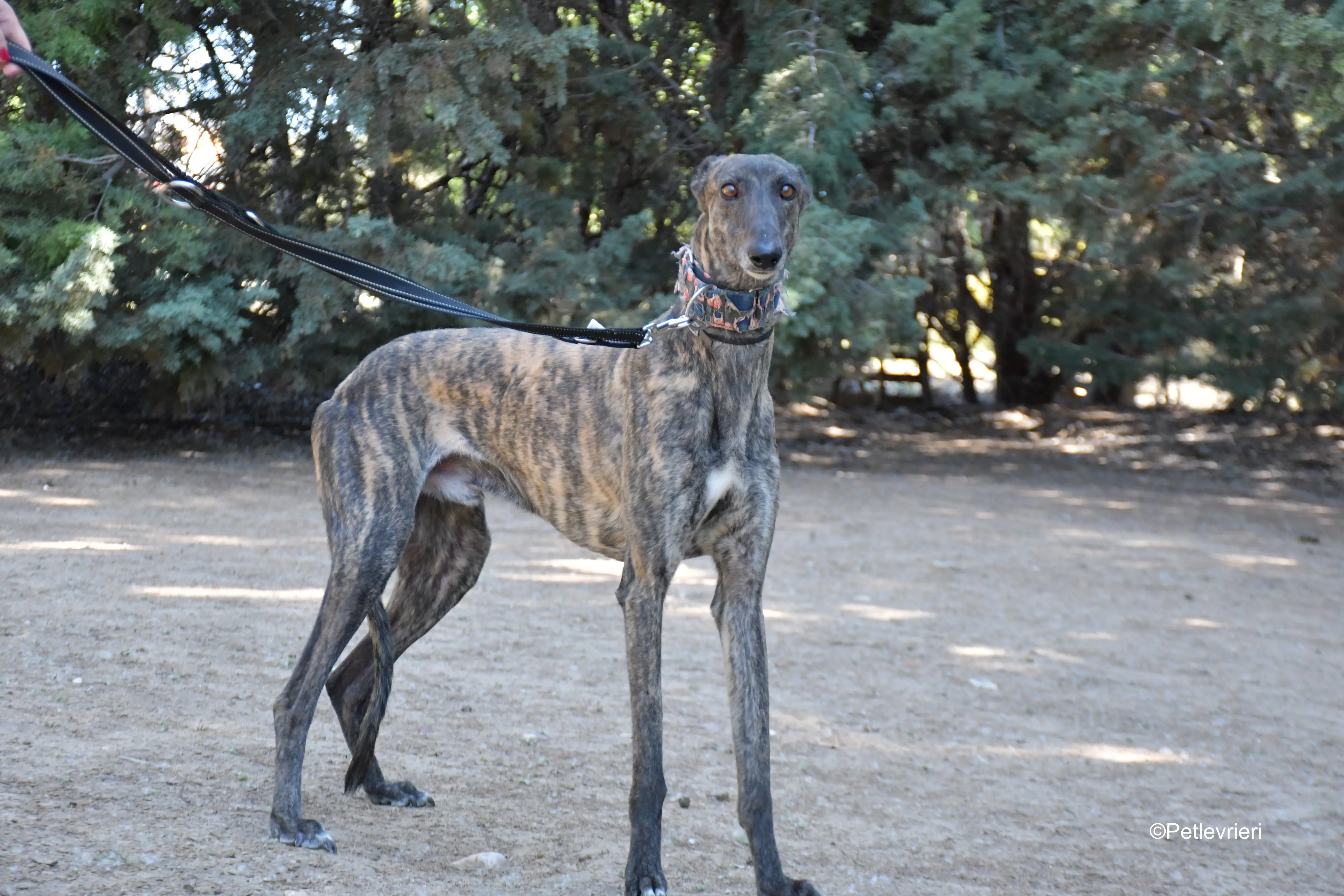 cholo adozione levrieri galgo 3