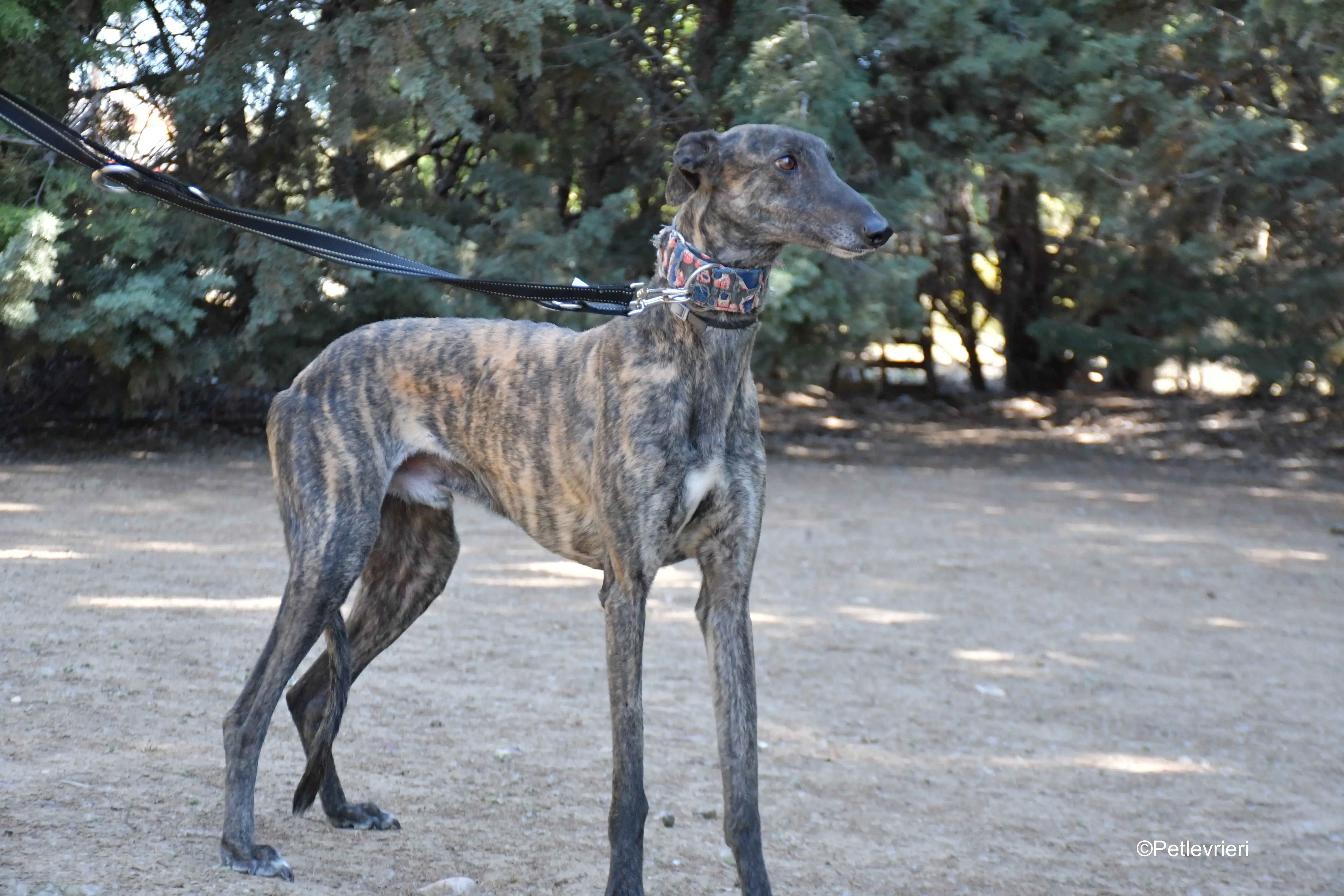 cholo adozione levrieri galgo 4