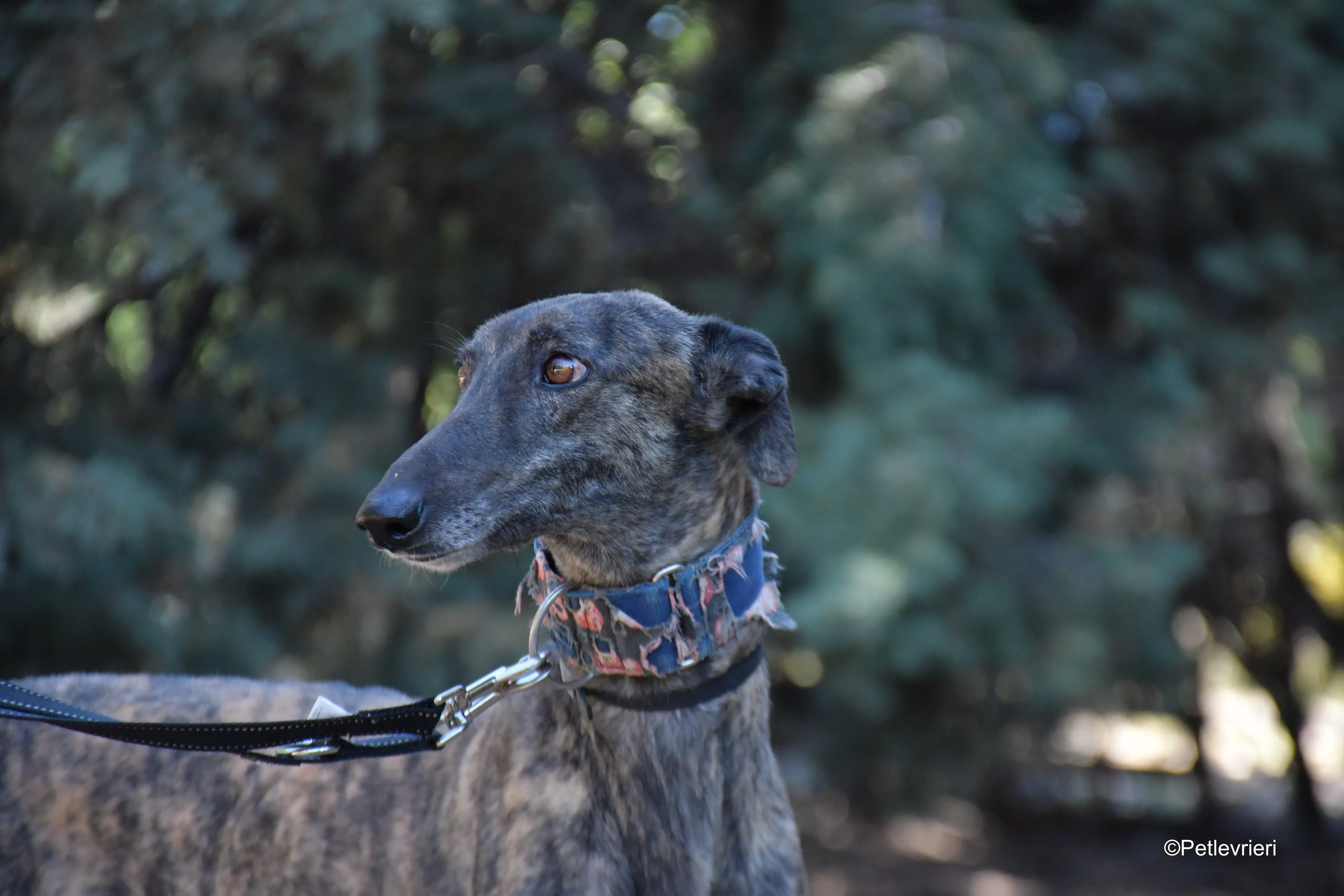 cholo adozione levrieri galgo 5