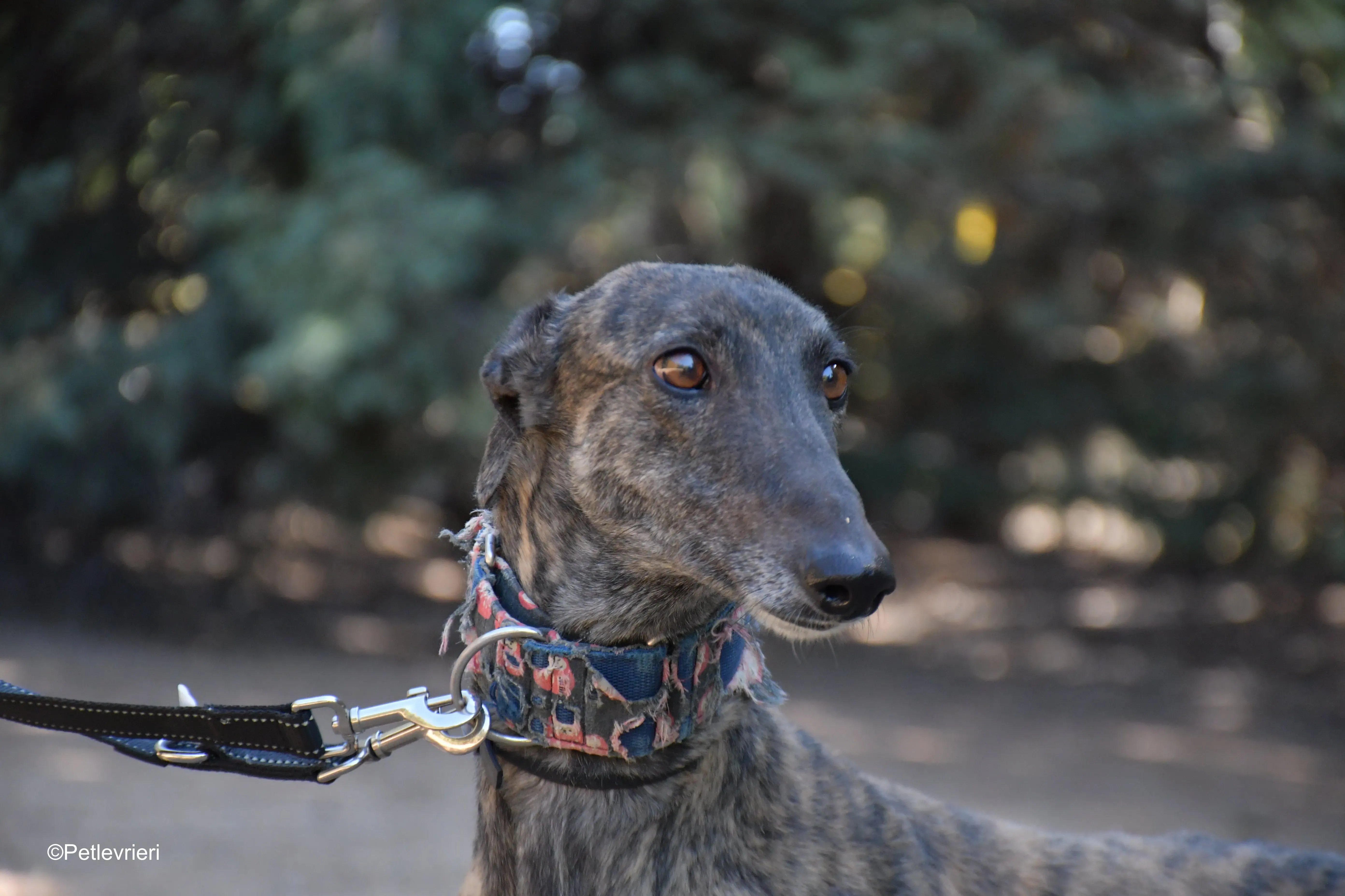 cholo adozione levrieri galgo 6