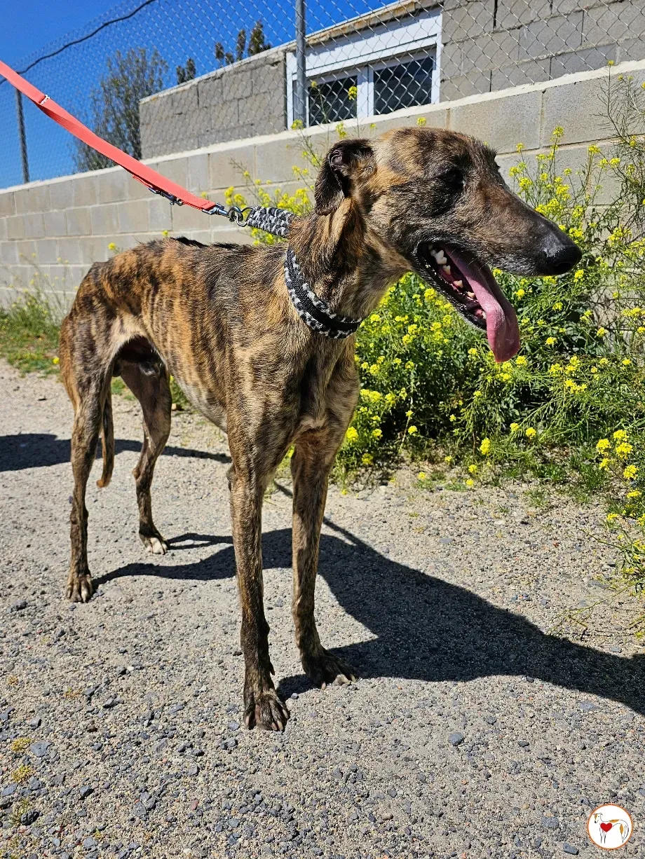 cholo galgo adozione 01 1