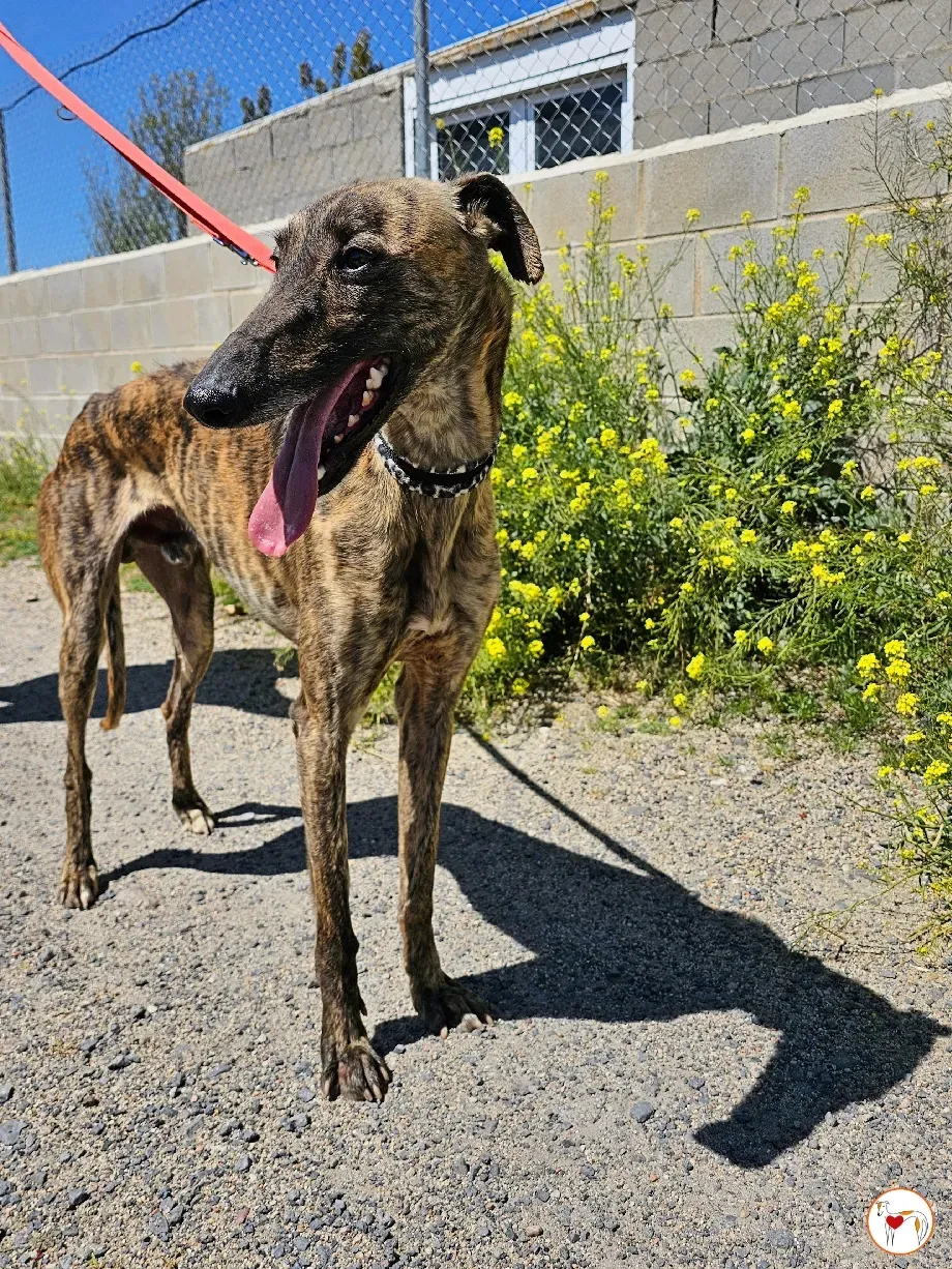 cholo galgo adozione 02 1