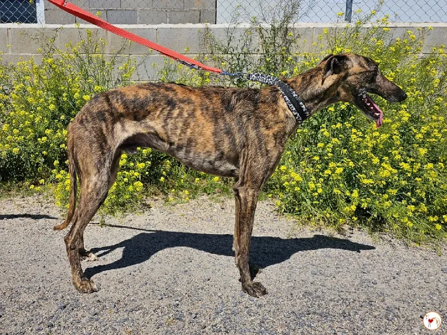 cholo galgo adozione 03 1