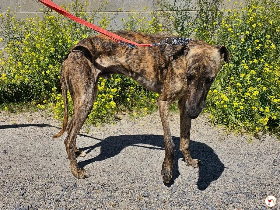 cholo galgo adozione 04 1