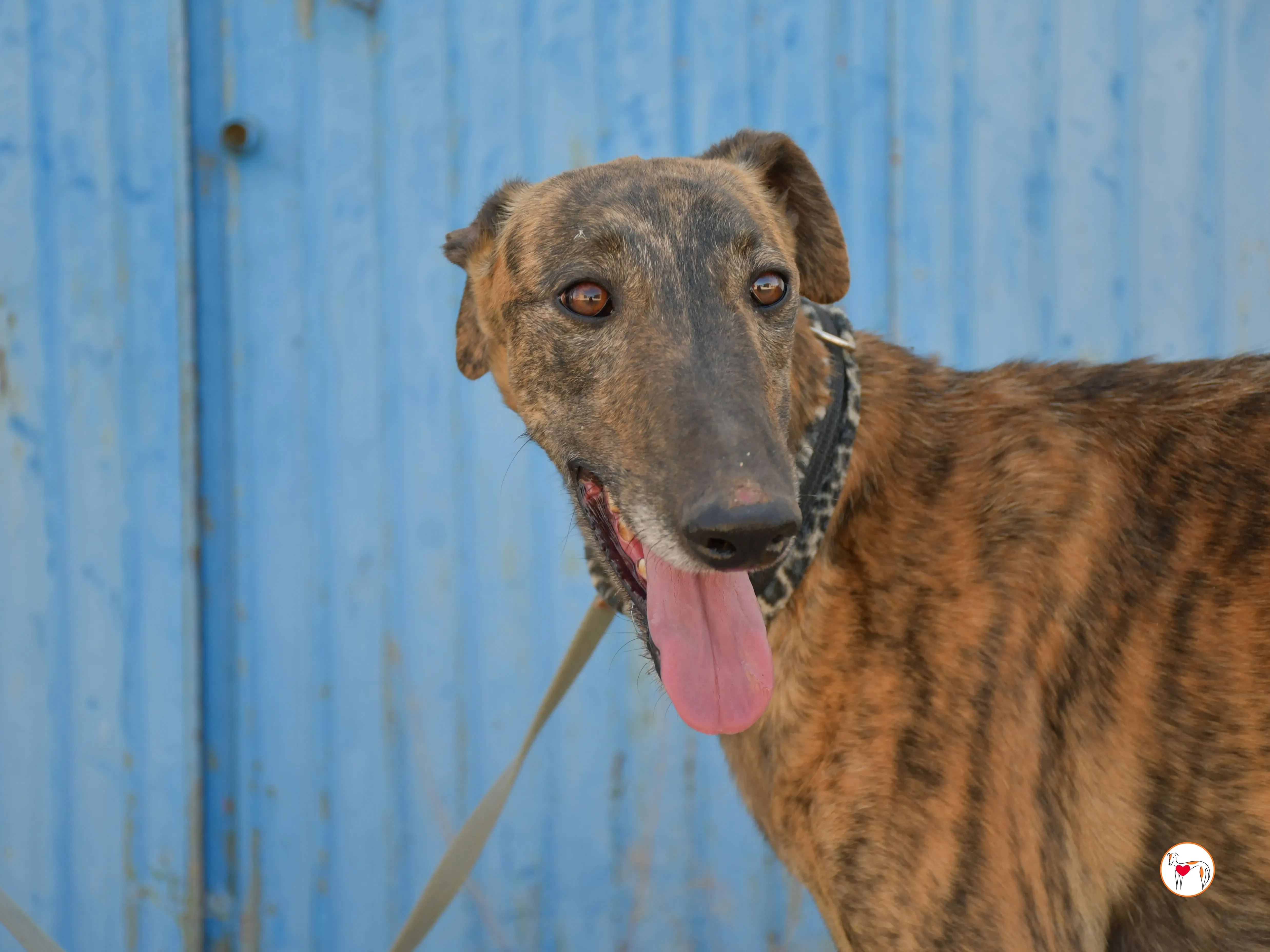 cholo galgo adozione 05