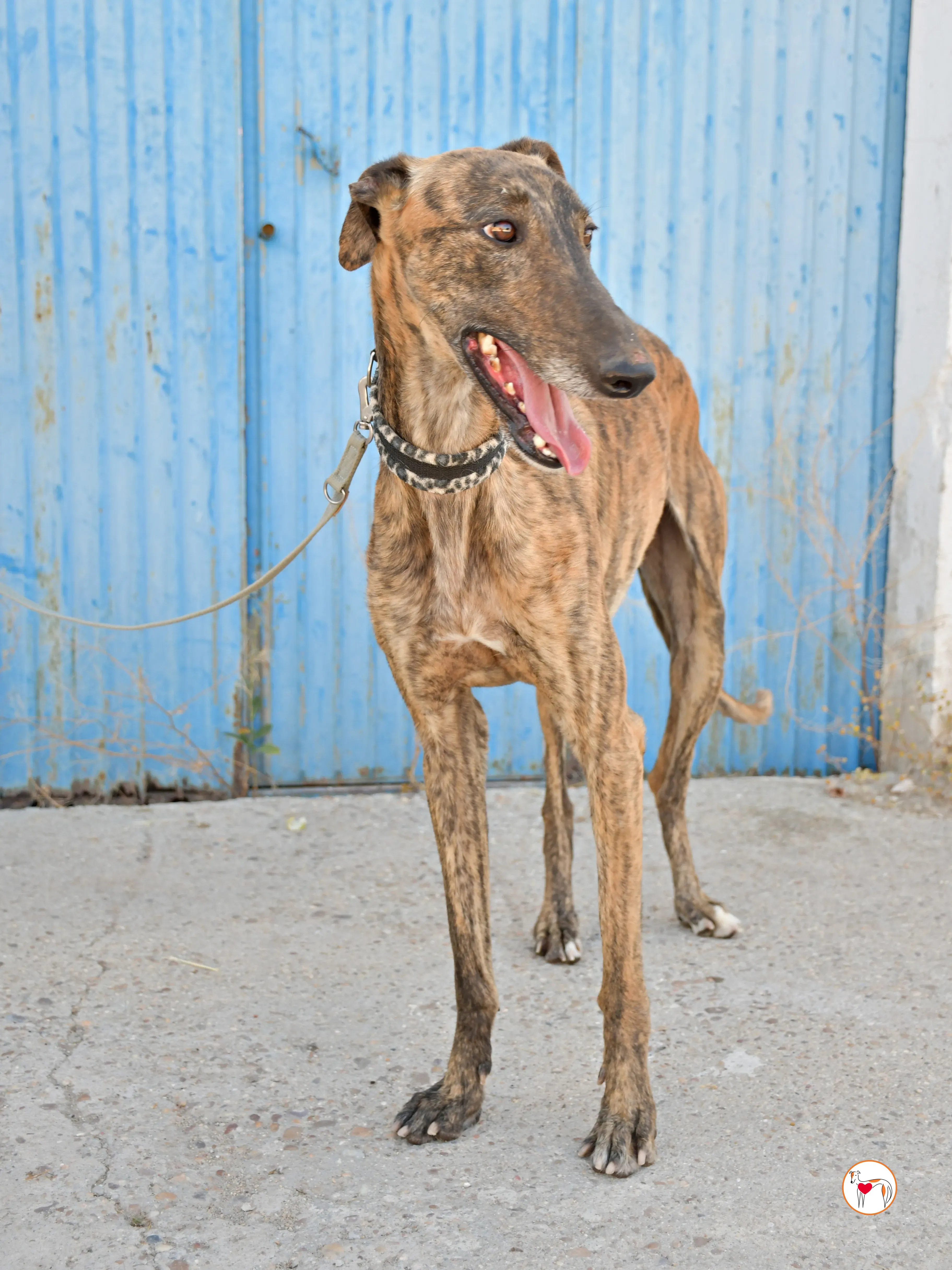 cholo galgo adozione 06