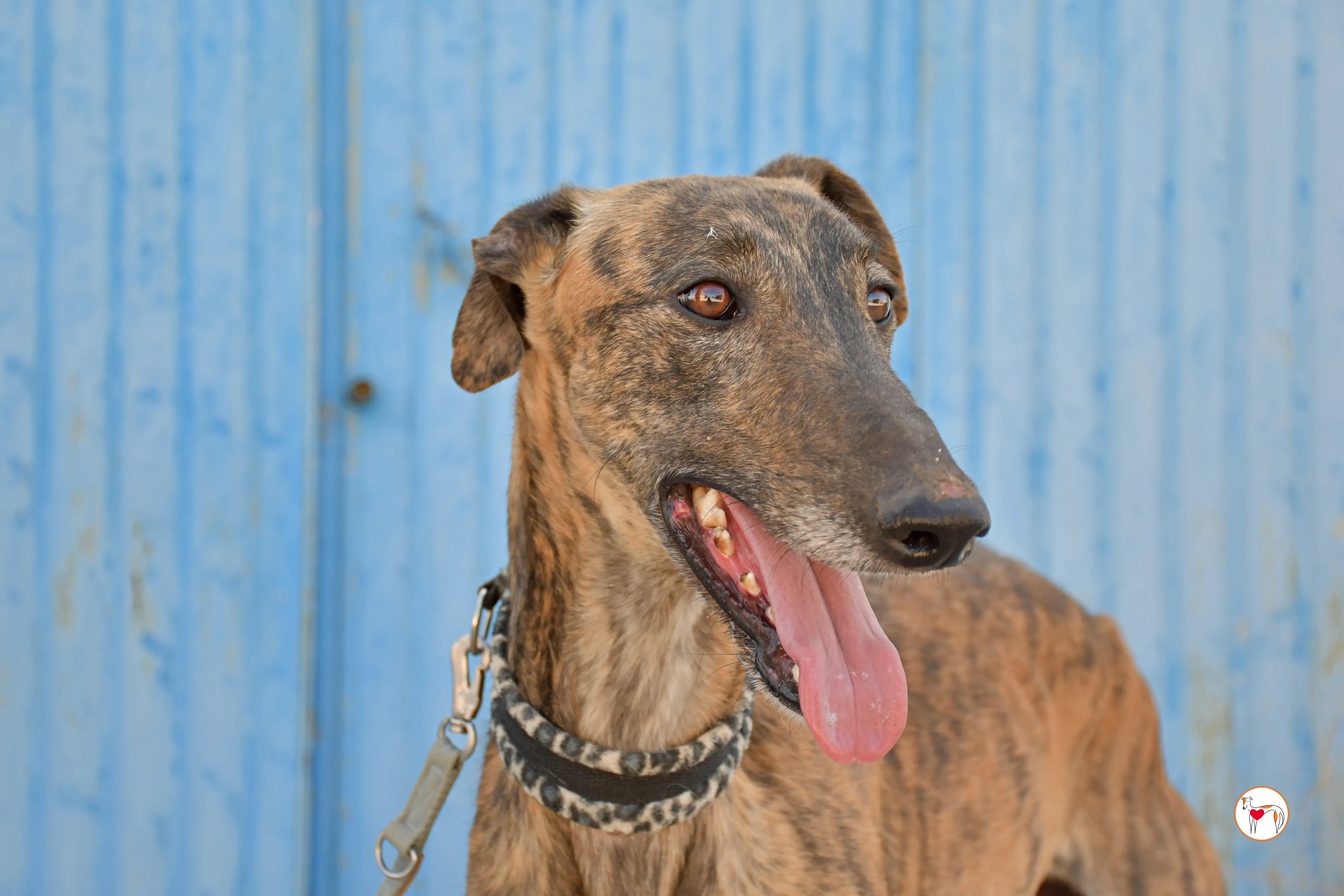 cholo galgo adozione 07