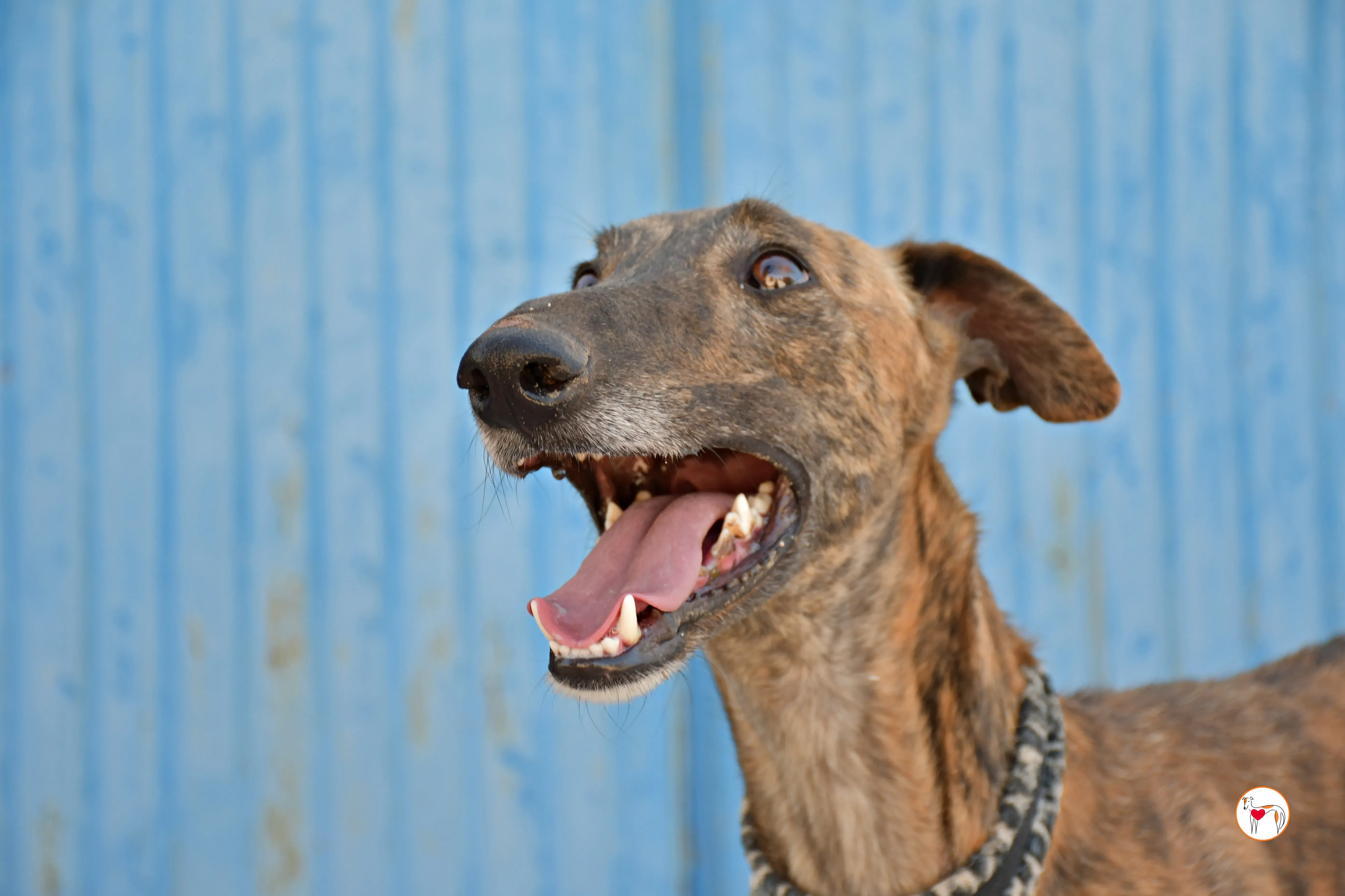 cholo galgo adozione 08