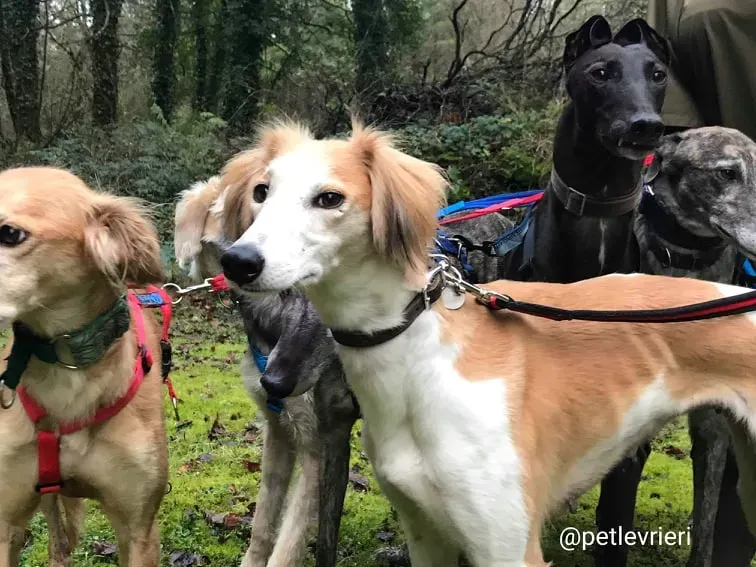 chorus adozione saluki 1