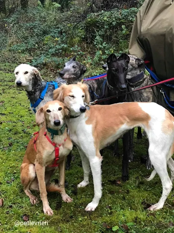 chorus adozione saluki 2