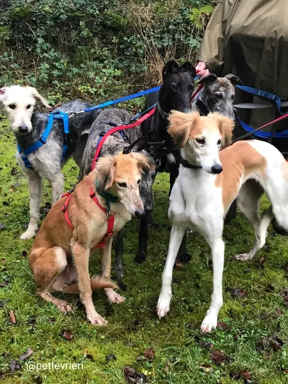 chorus adozione saluki 3