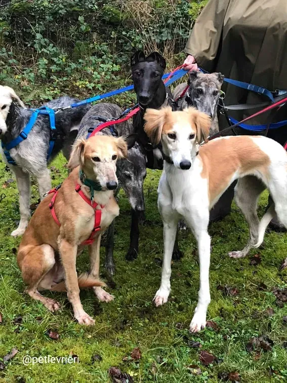 chorus adozione saluki 4