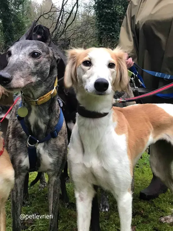 chorus adozione saluki 5