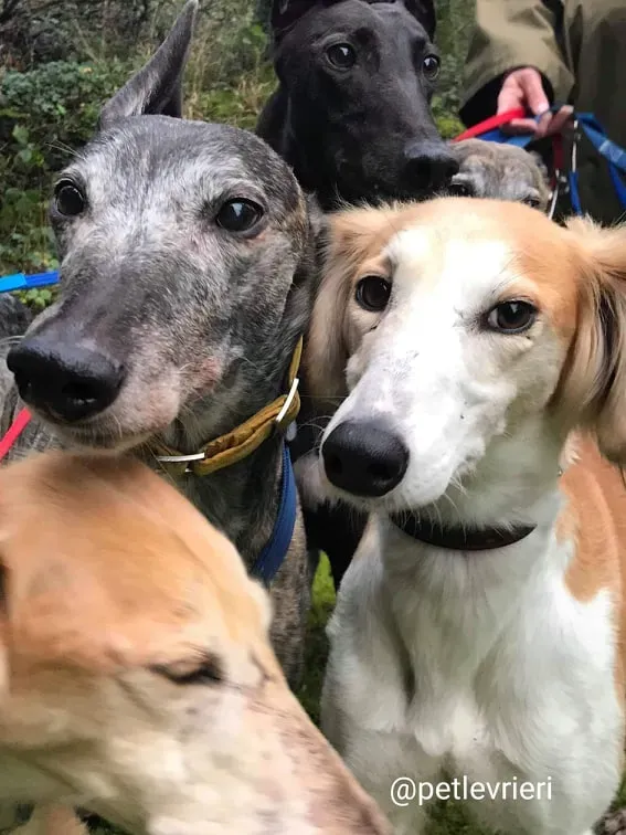 chorus adozione saluki 6
