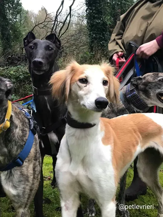 chorus adozione saluki 7