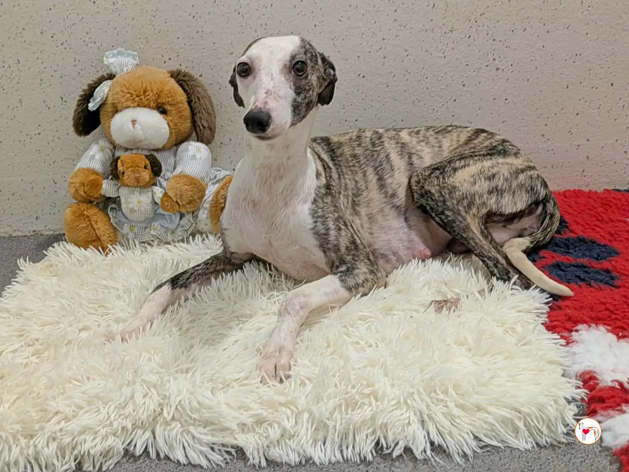 chrissy grey adozione 1