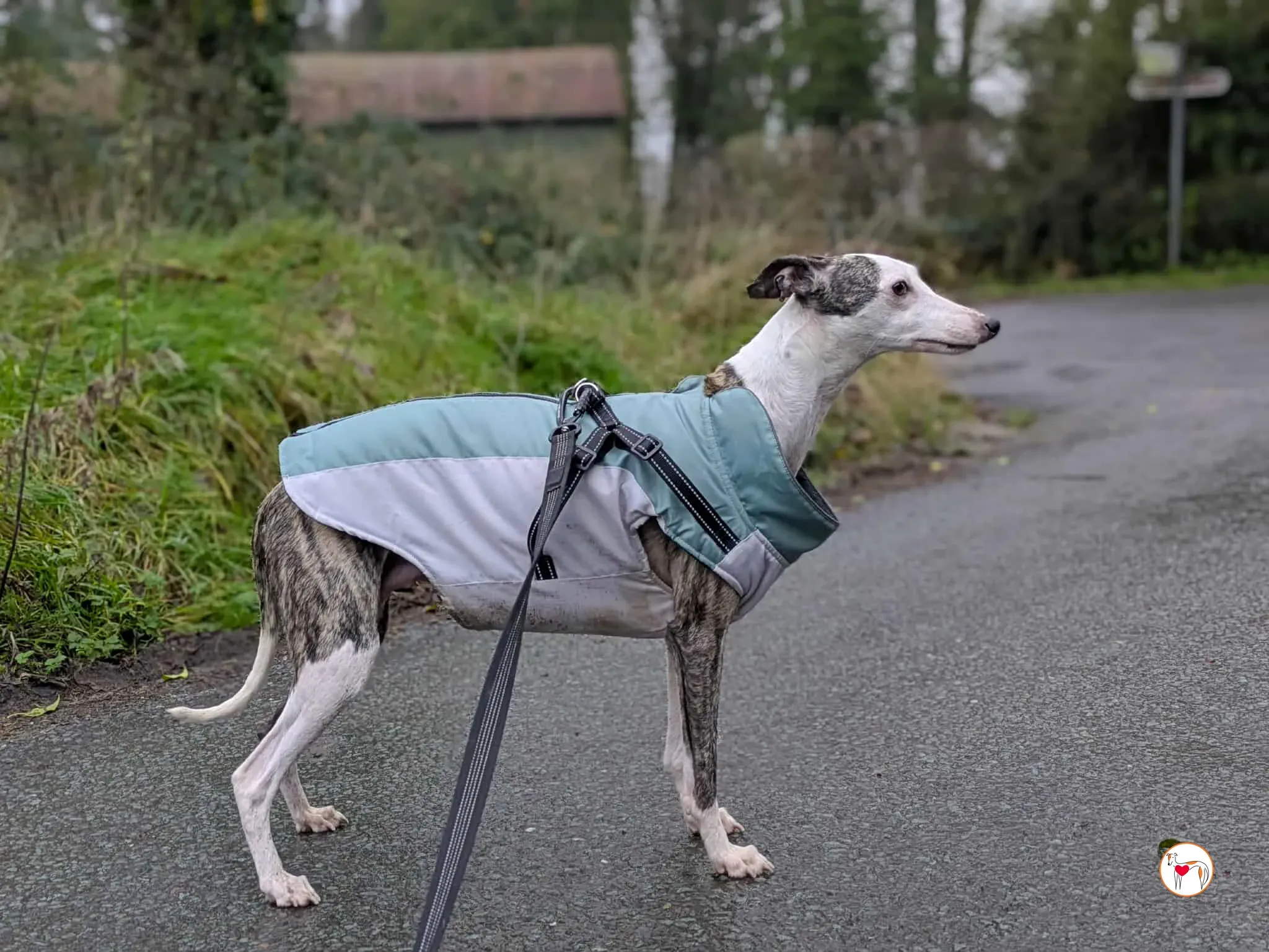 chrissy grey adozione 10