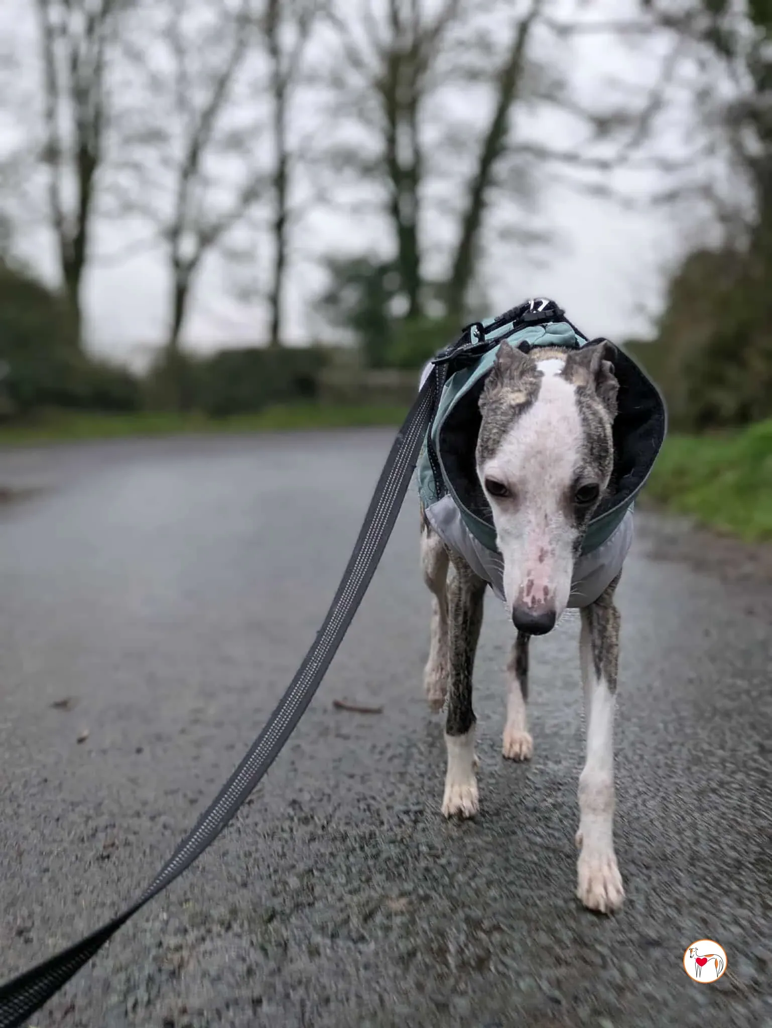 chrissy grey adozione 11