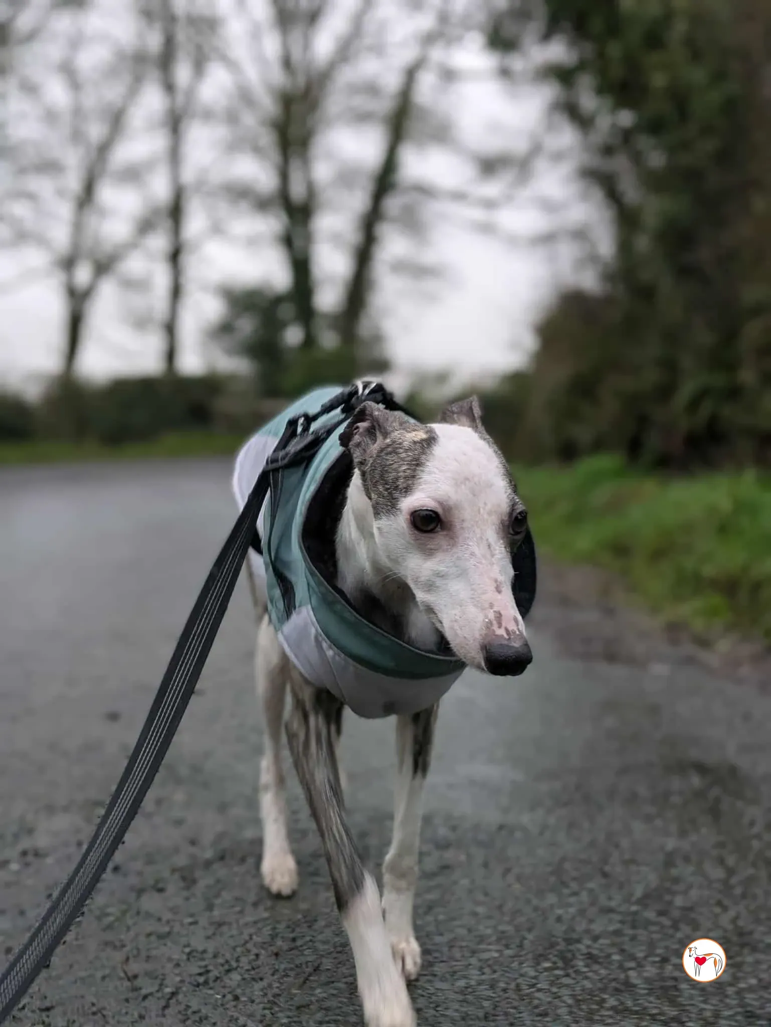 chrissy grey adozione 12