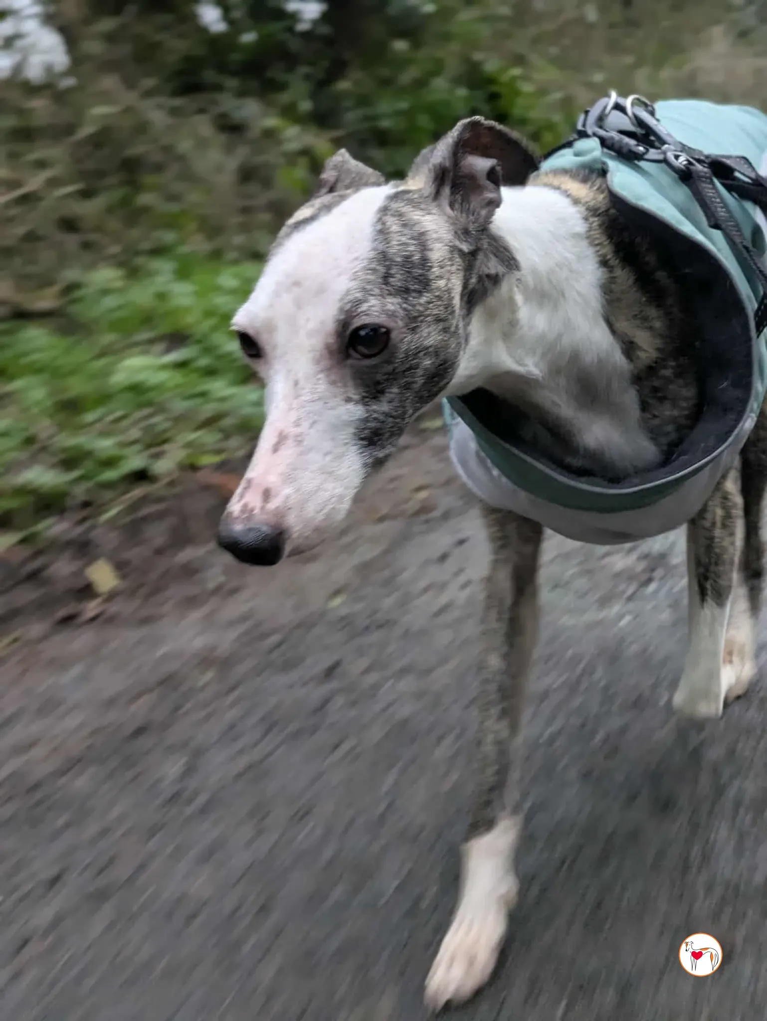 chrissy grey adozione 13