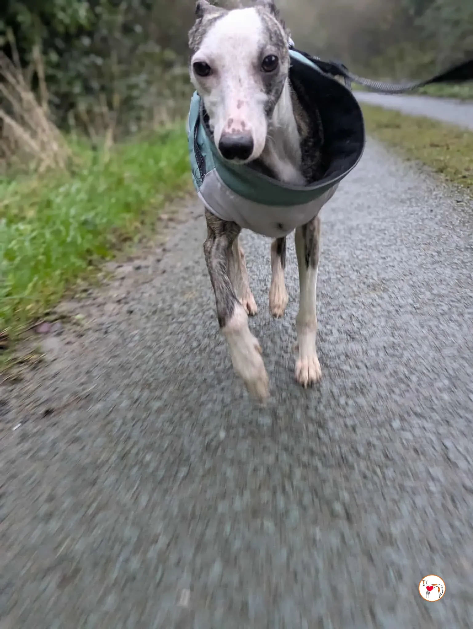 chrissy grey adozione 14