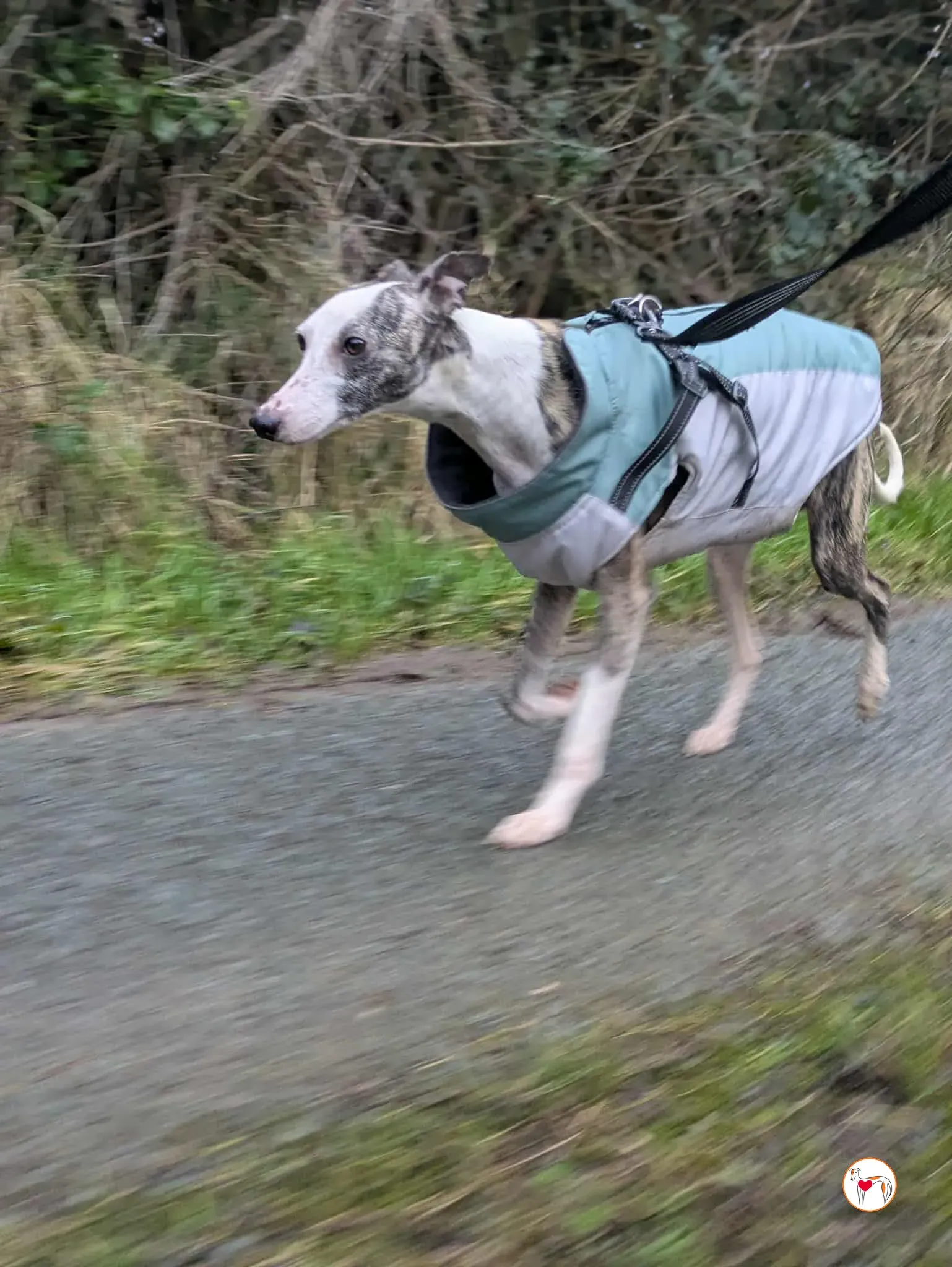 chrissy grey adozione 15