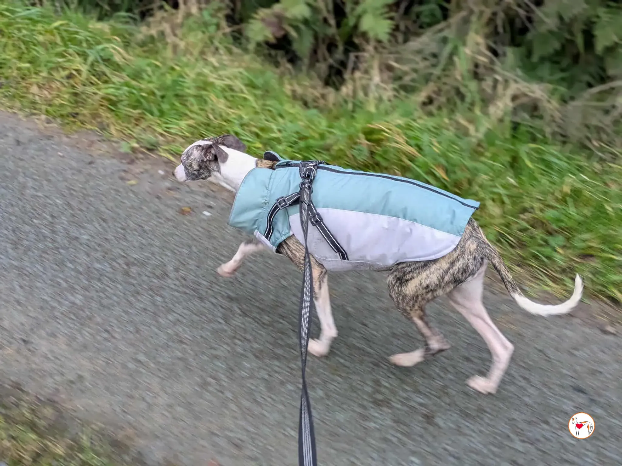 chrissy grey adozione 16