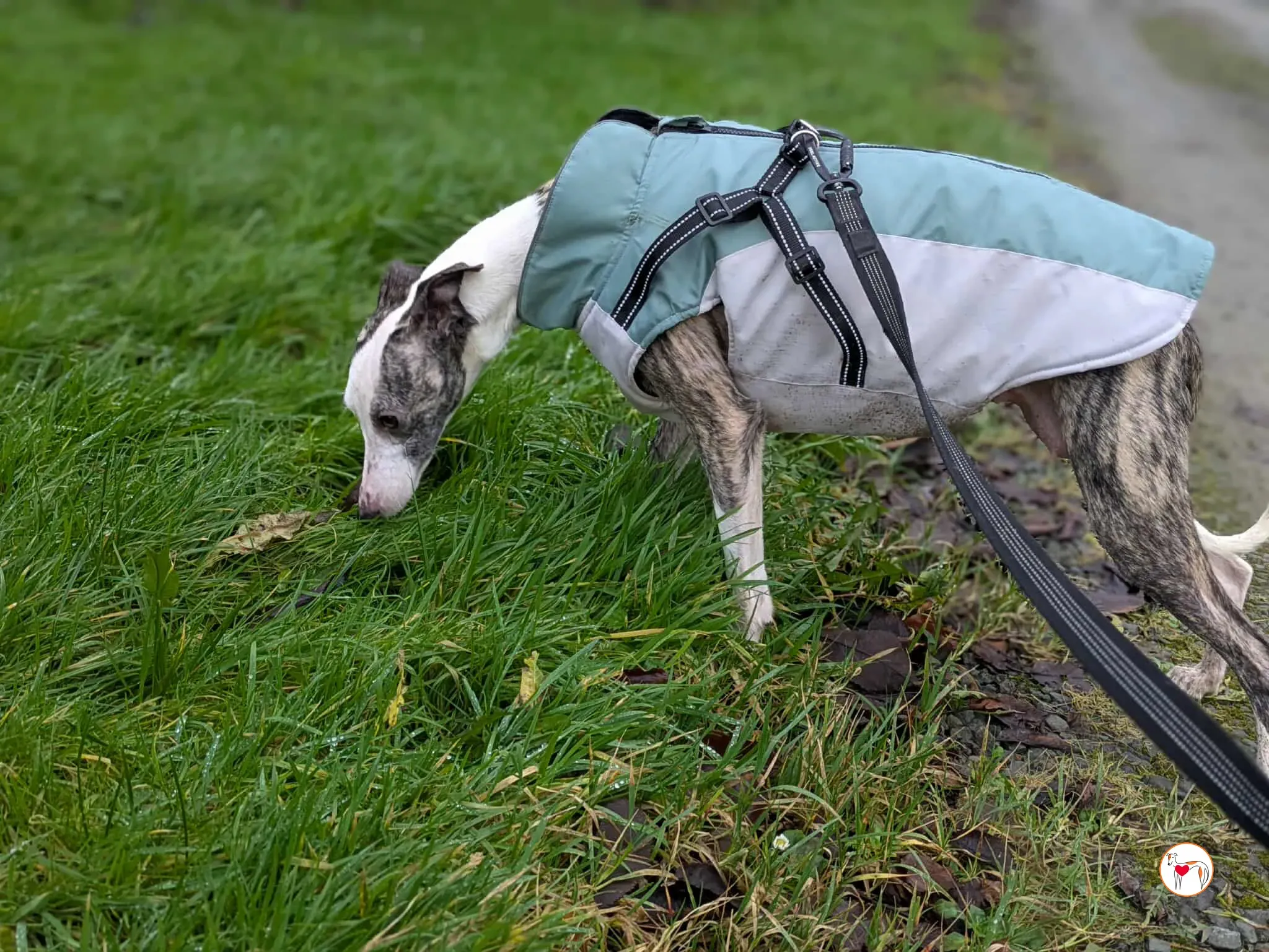 chrissy grey adozione 17