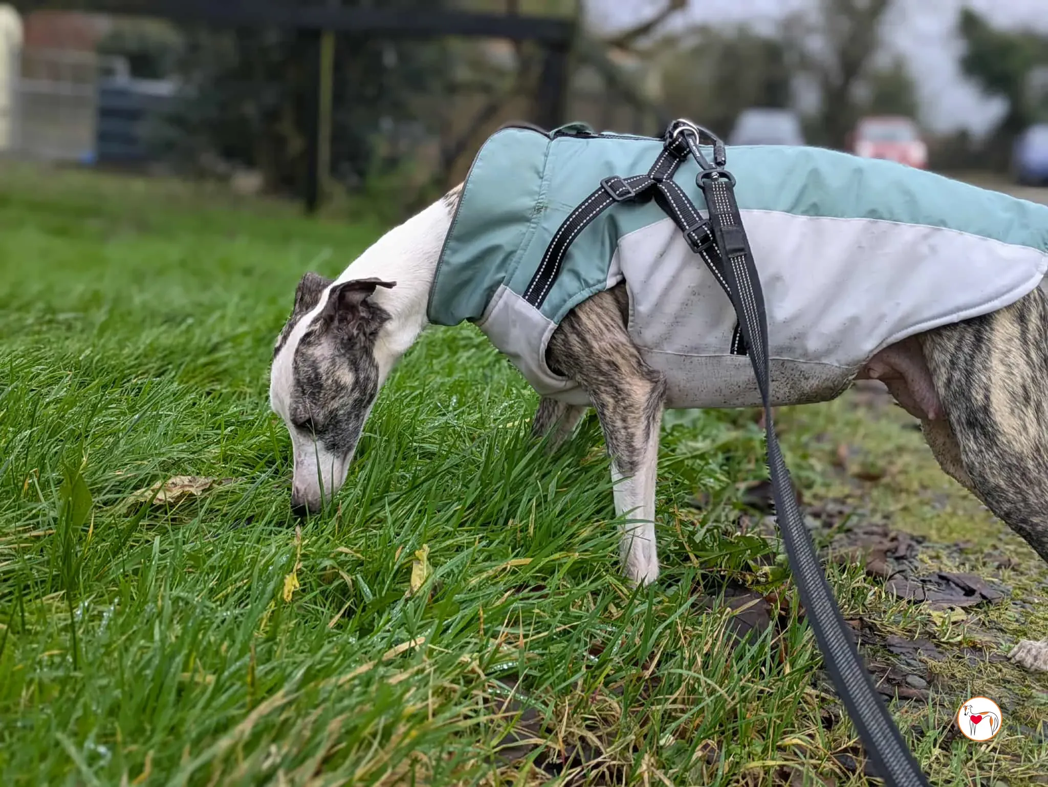 chrissy grey adozione 18