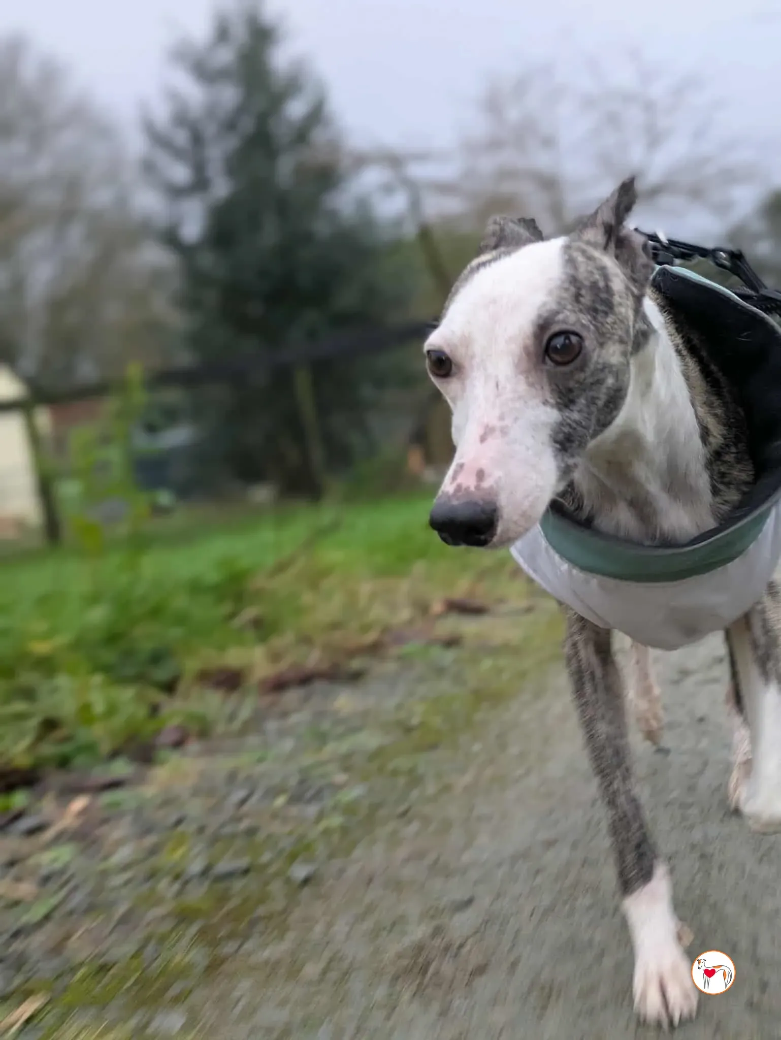 chrissy grey adozione 19