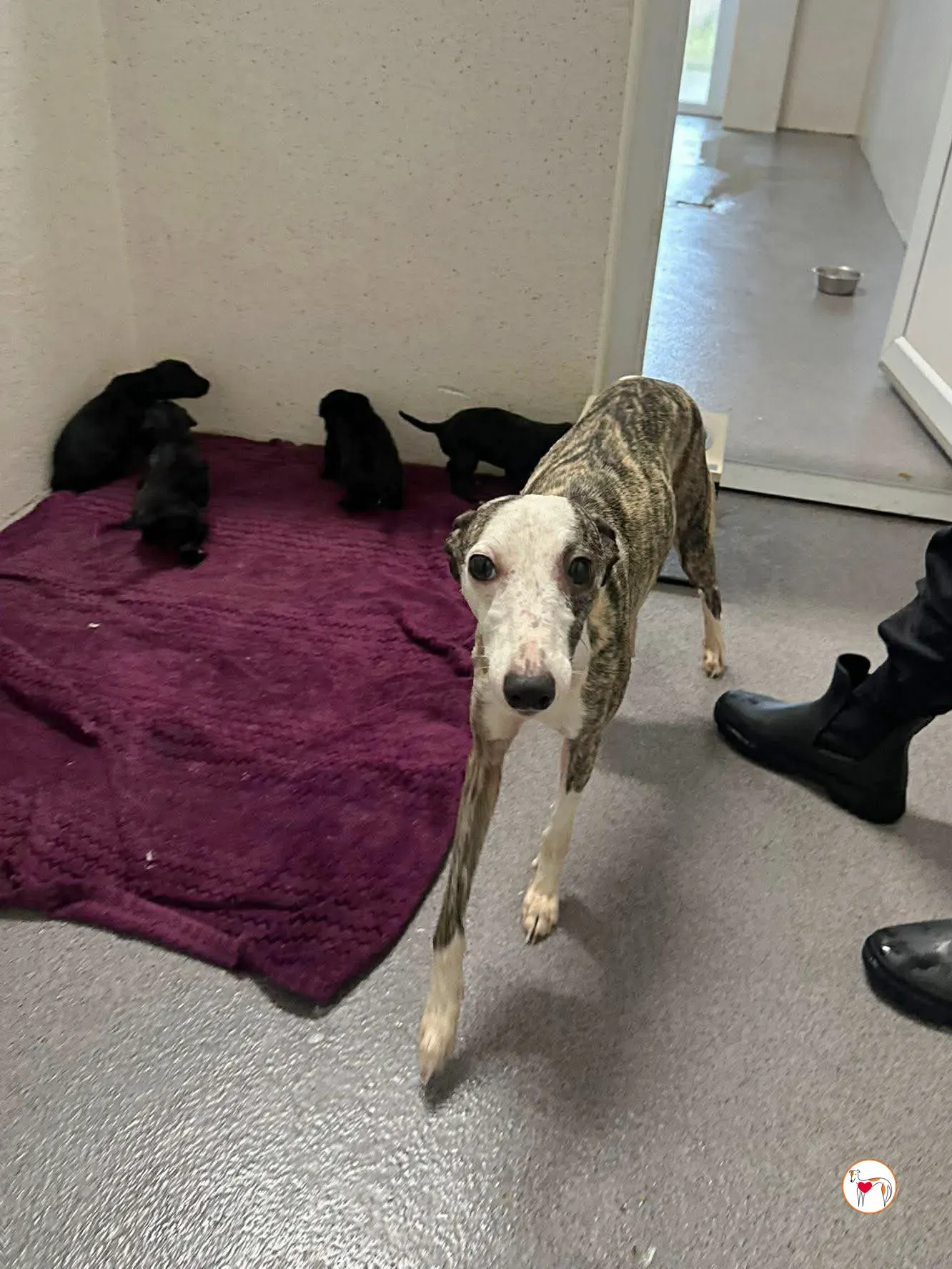 chrissy grey adozione 2