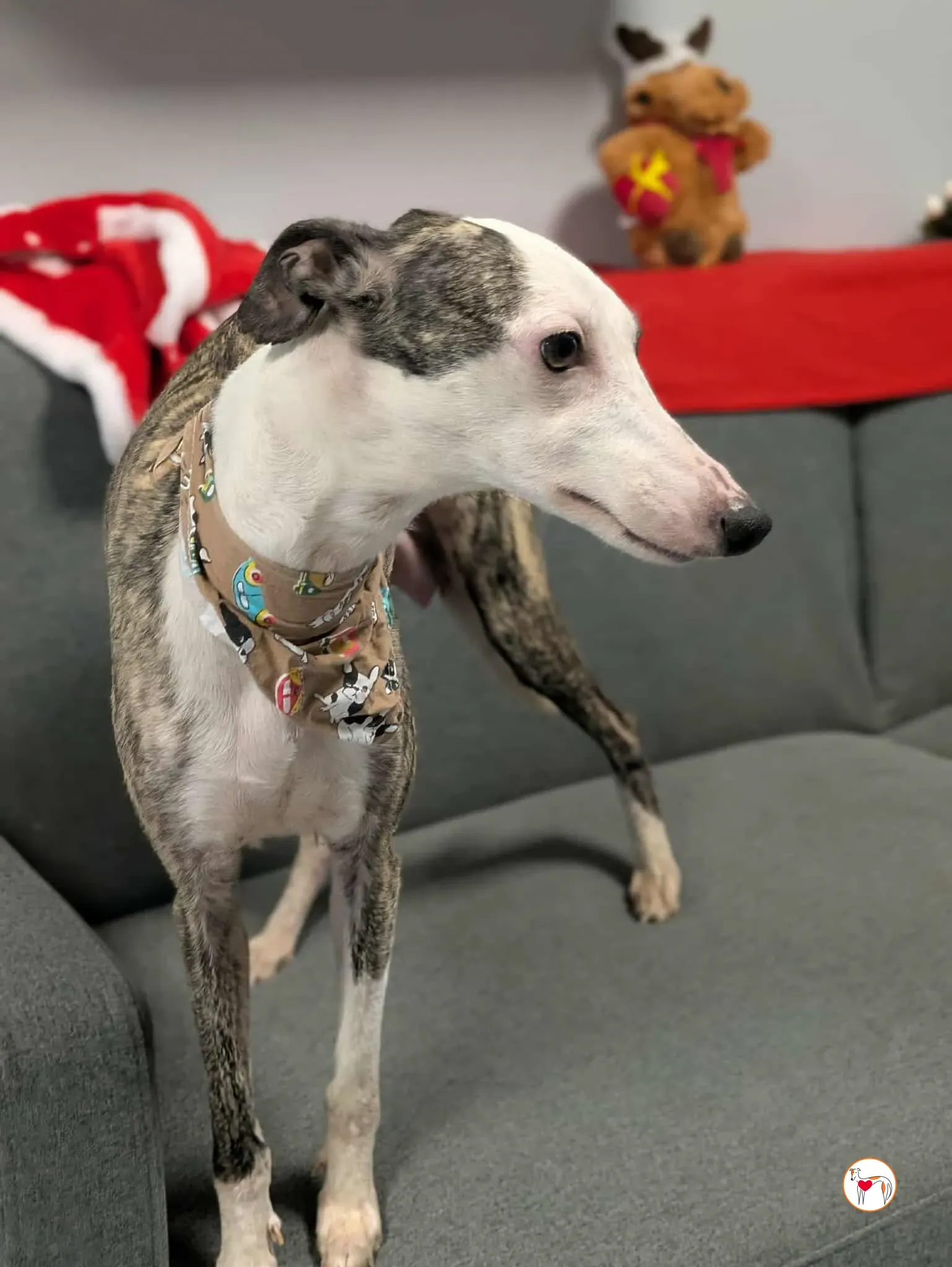 chrissy grey adozione 20