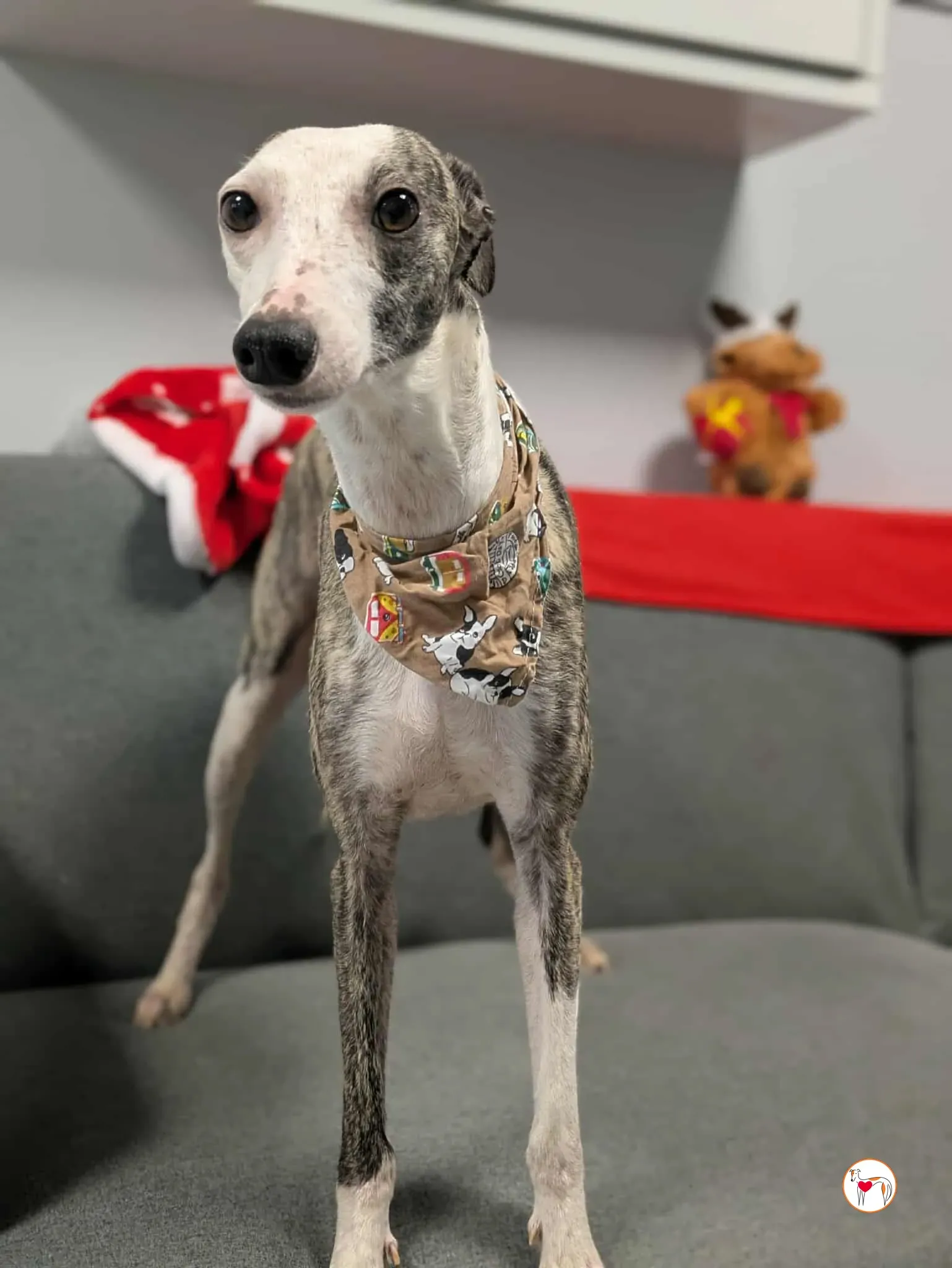 chrissy grey adozione 21