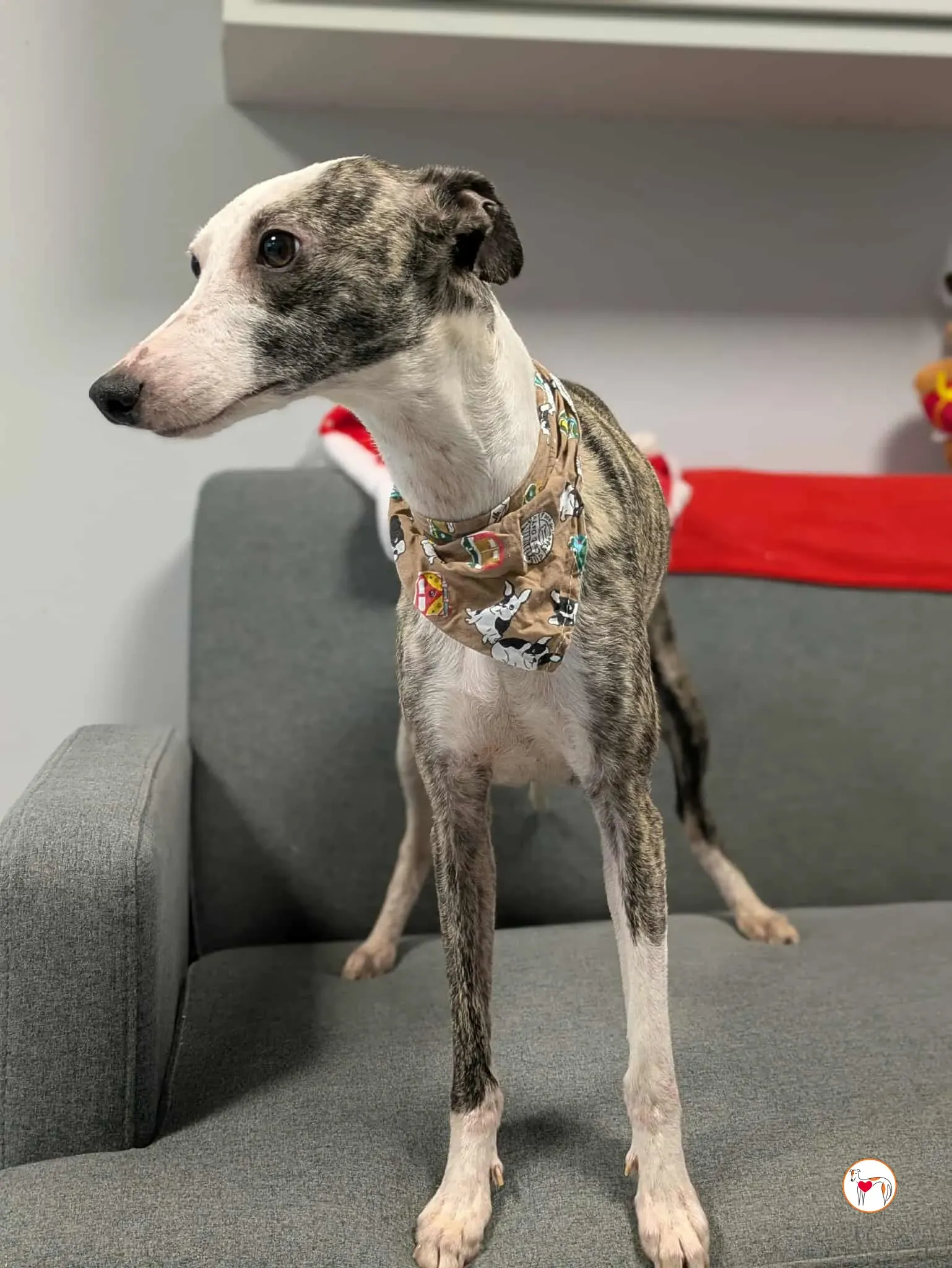 chrissy grey adozione 22