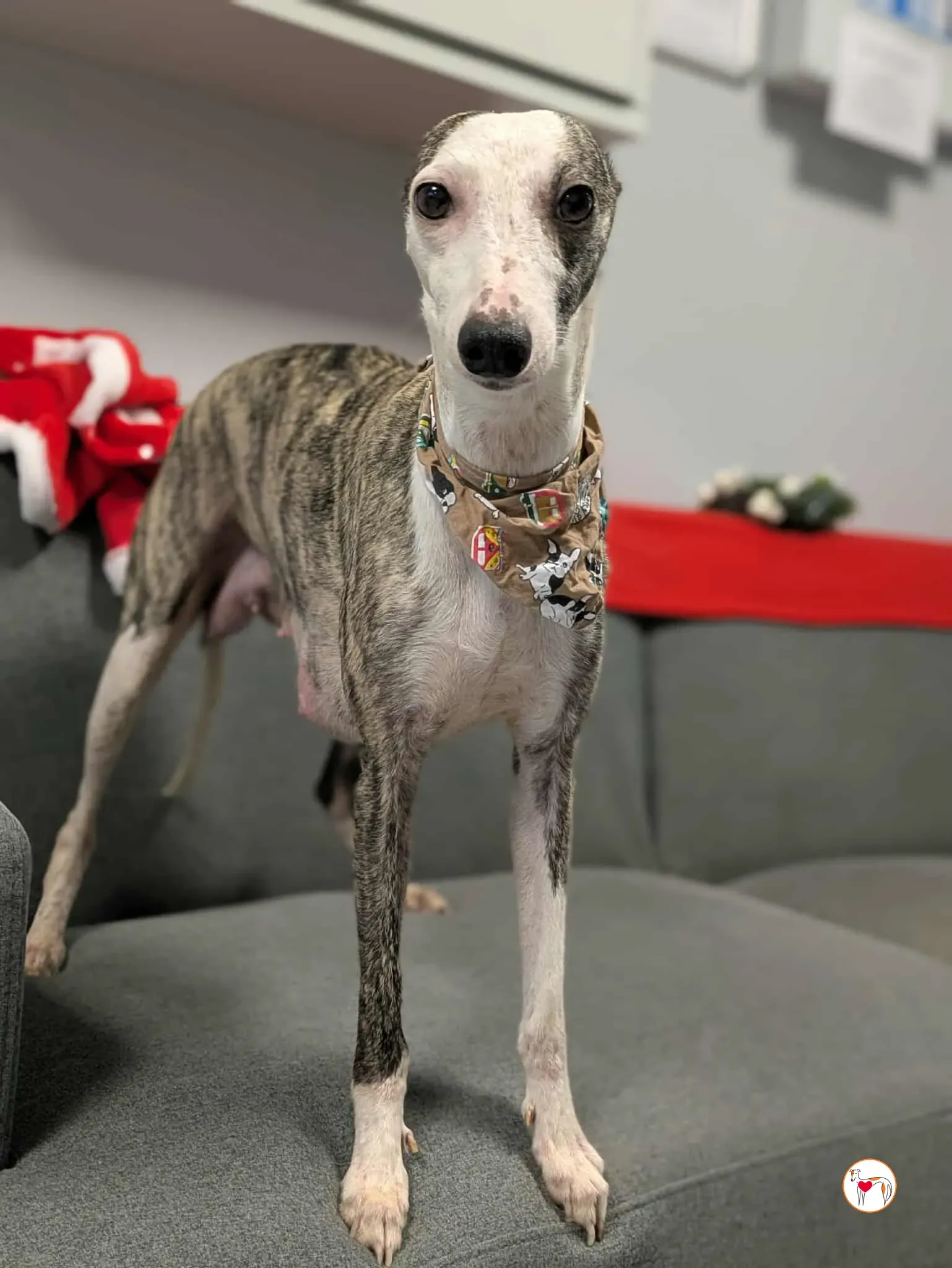 chrissy grey adozione 23