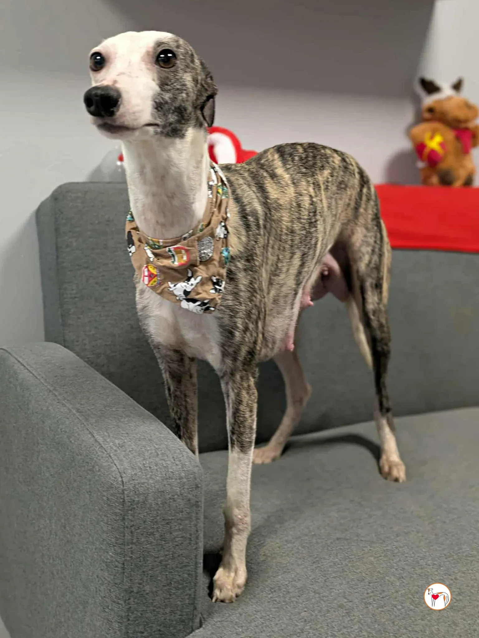 chrissy grey adozione 24