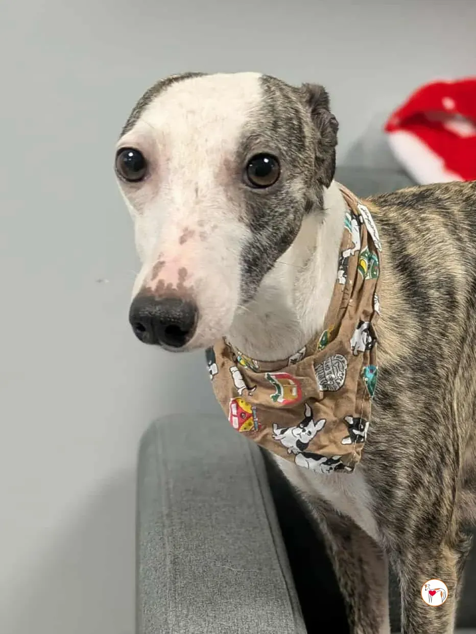 chrissy grey adozione 25