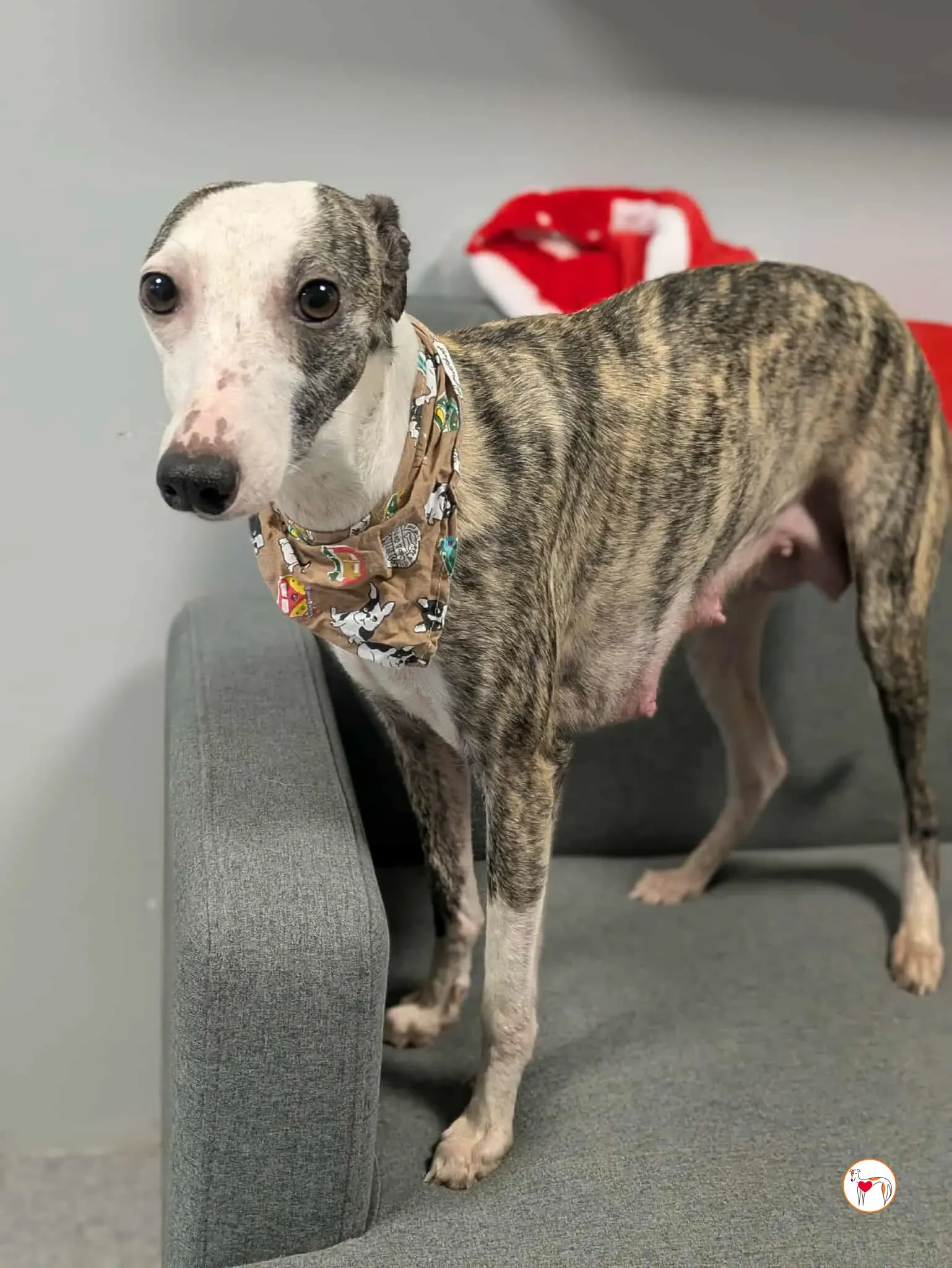 chrissy grey adozione 26