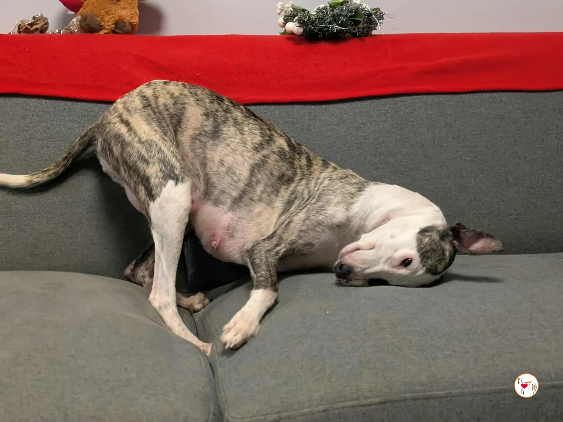 chrissy grey adozione 27