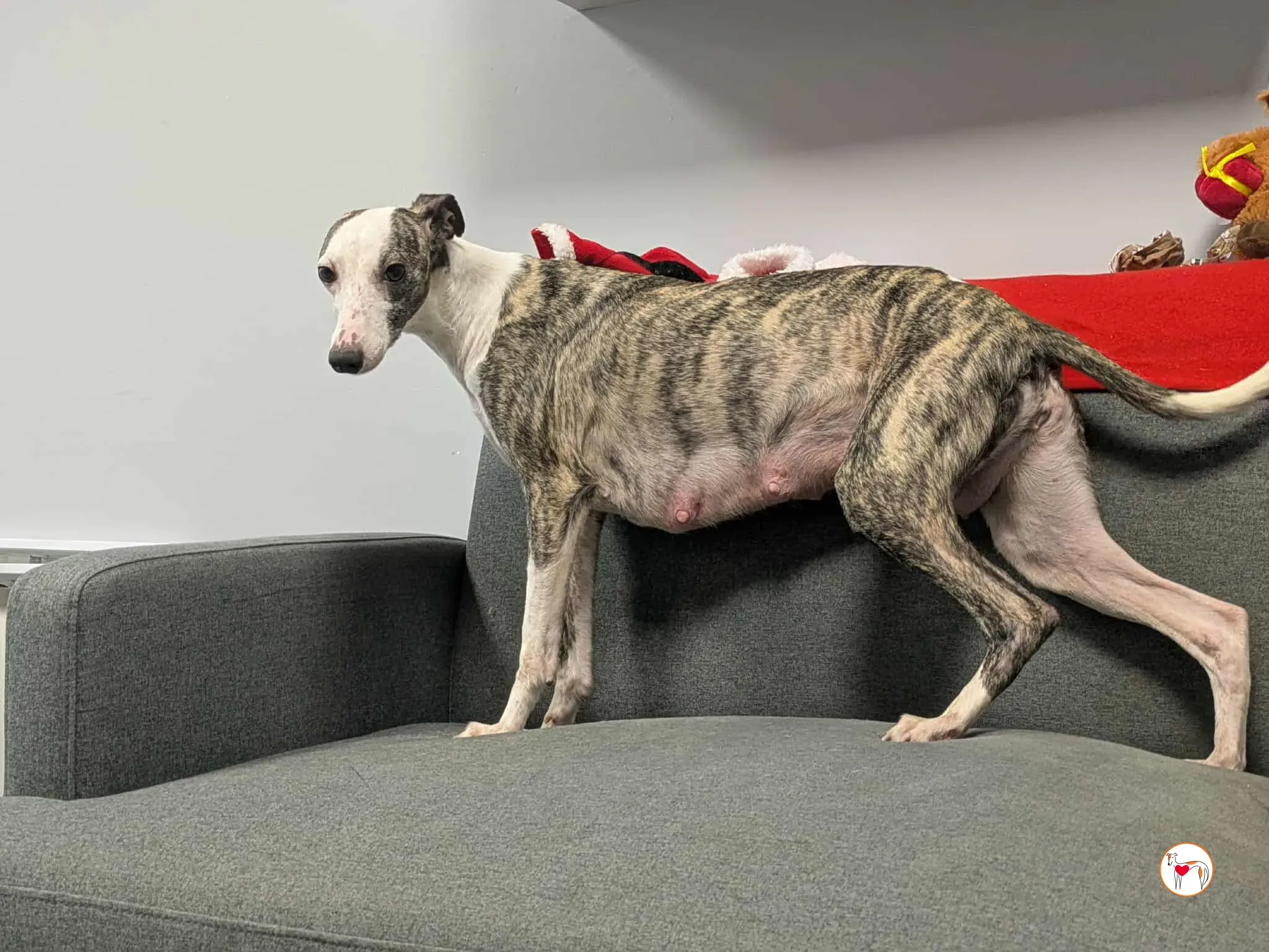 chrissy grey adozione 28