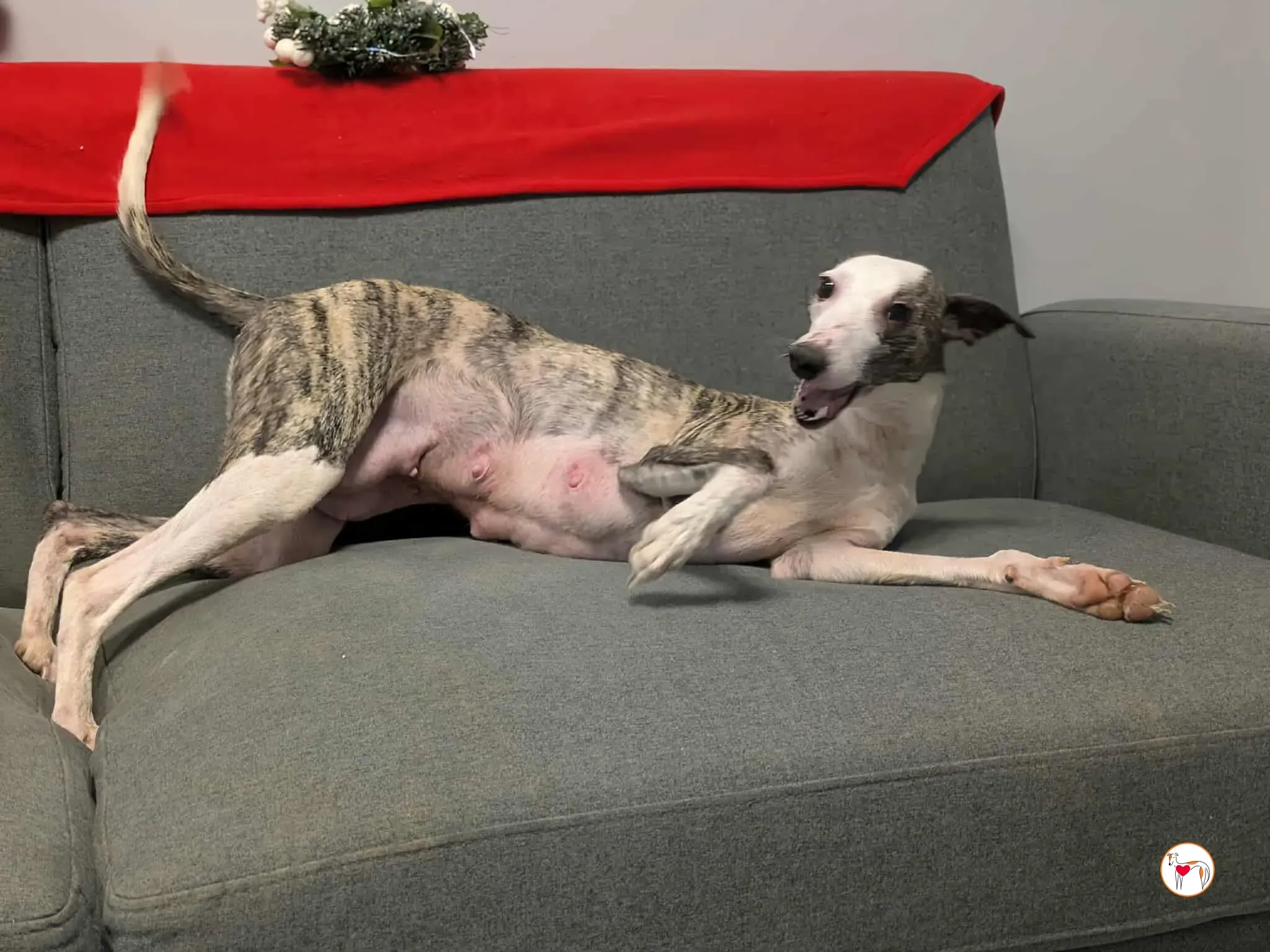 chrissy grey adozione 29