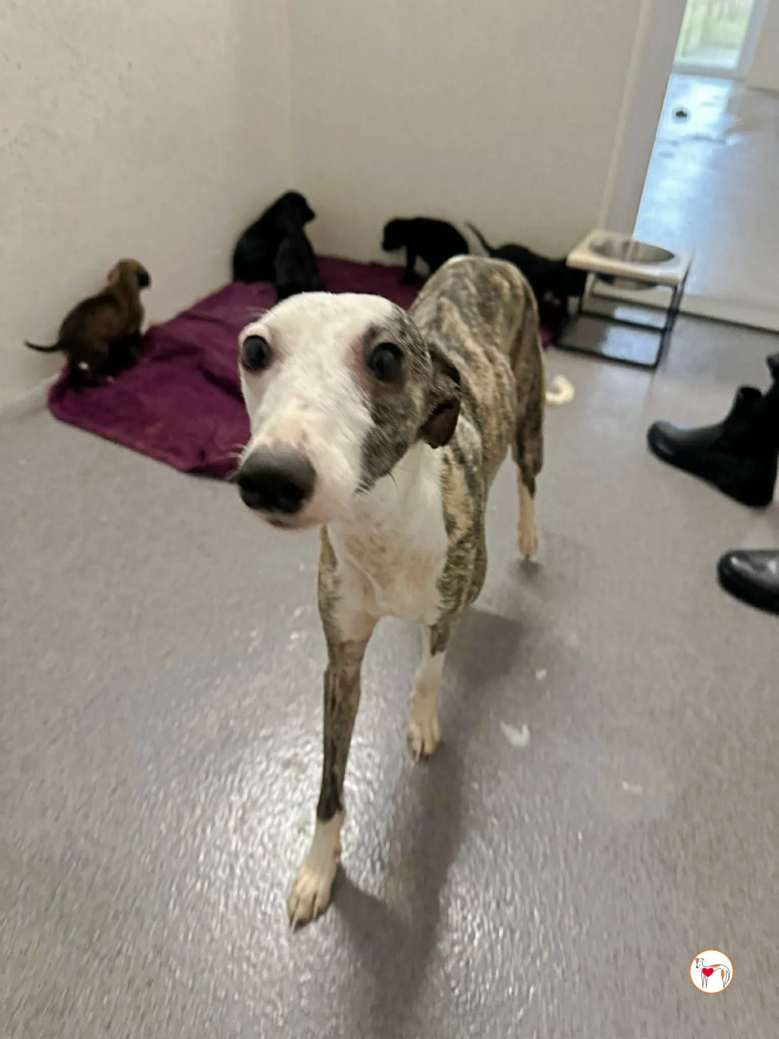 chrissy grey adozione 3