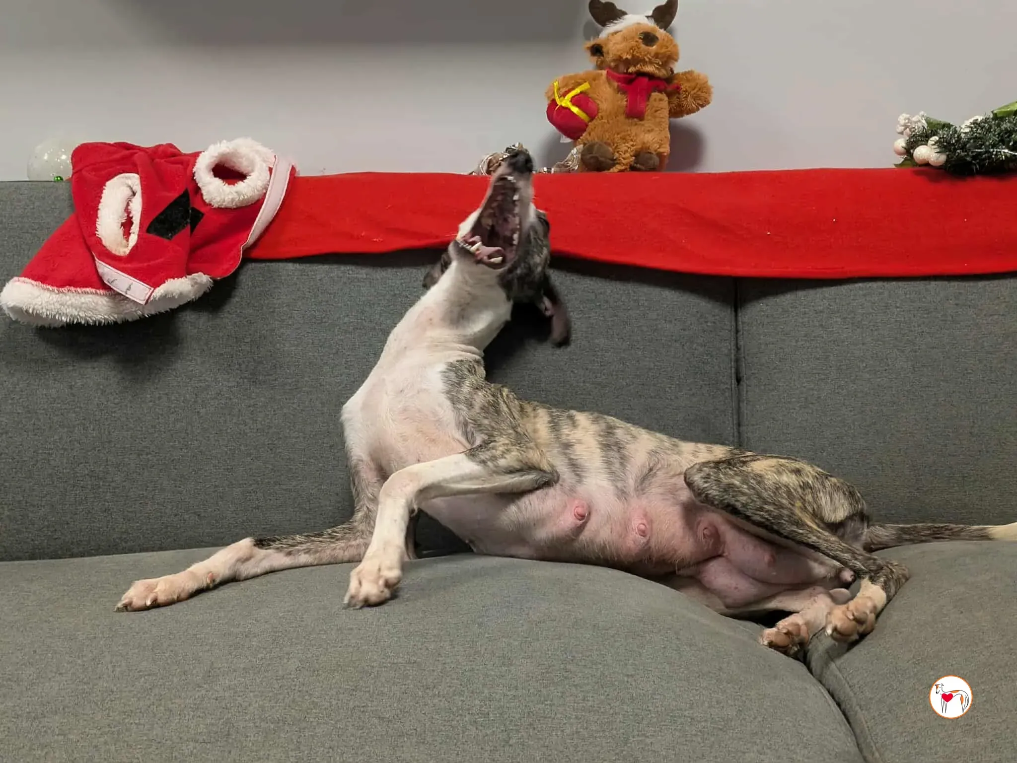 chrissy grey adozione 30