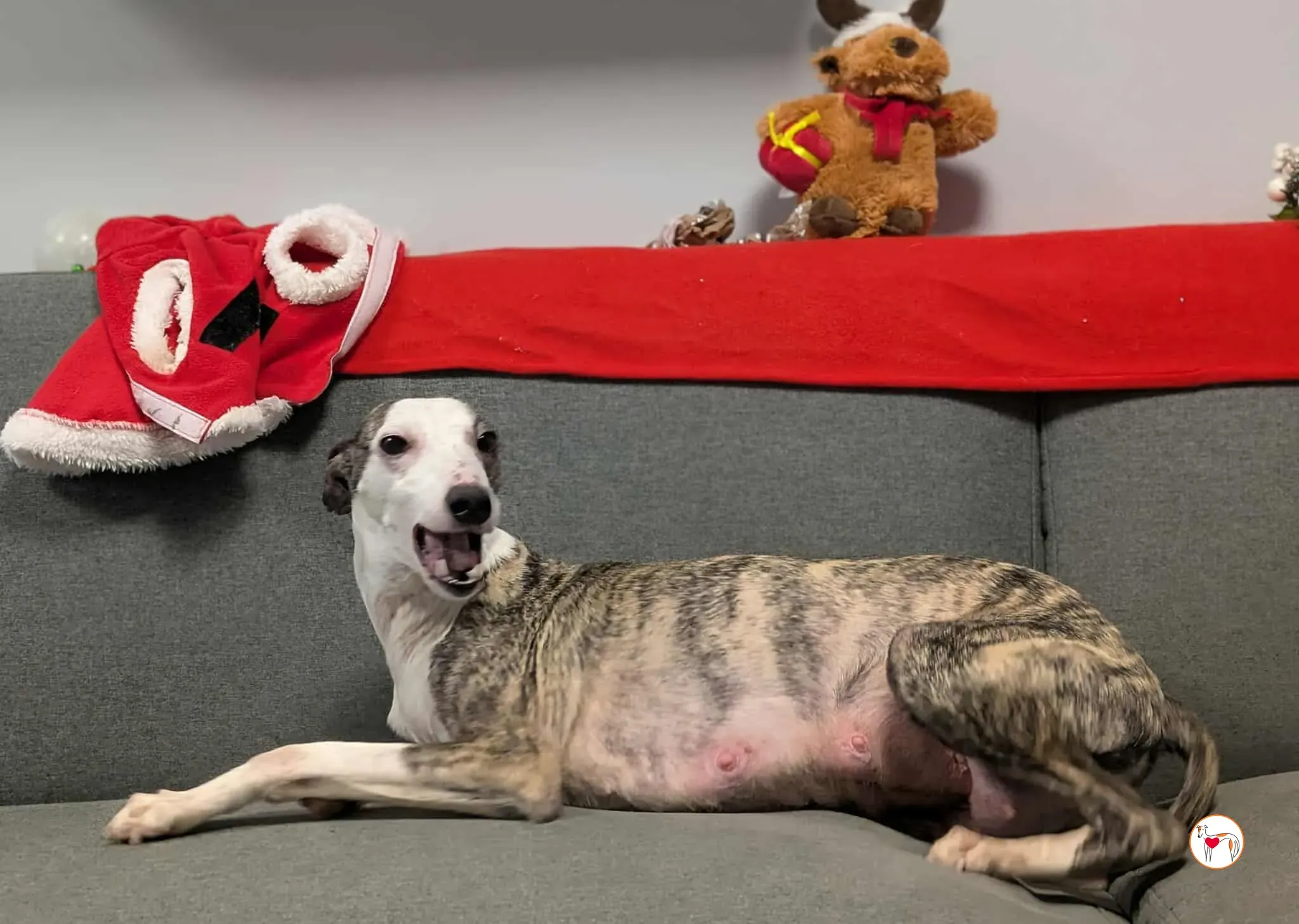 chrissy grey adozione 31