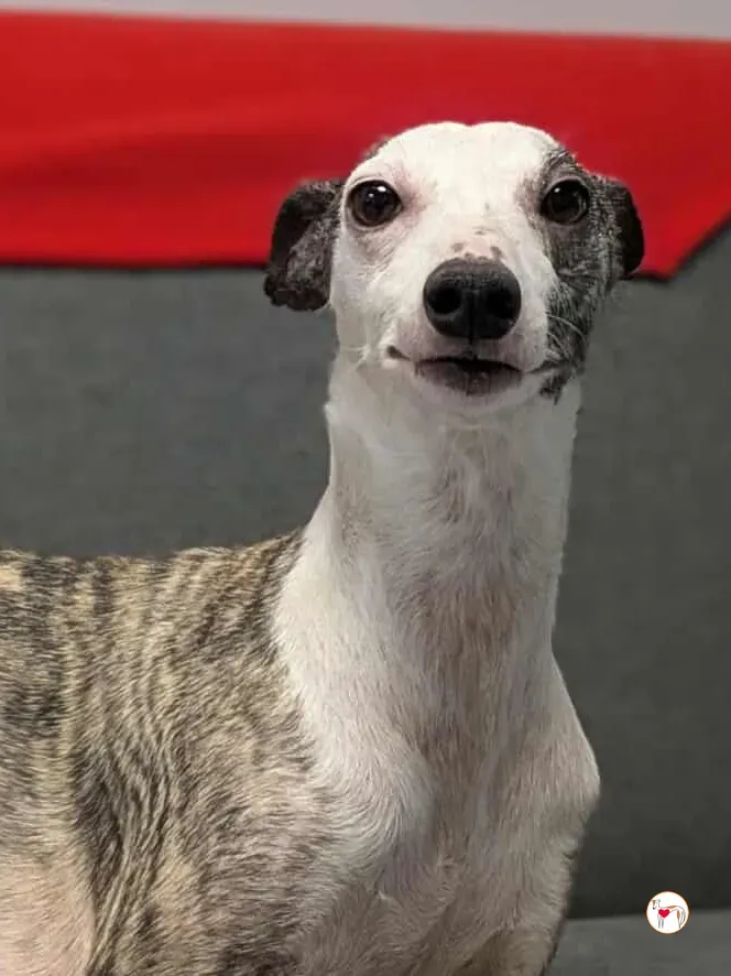 chrissy grey adozione 32