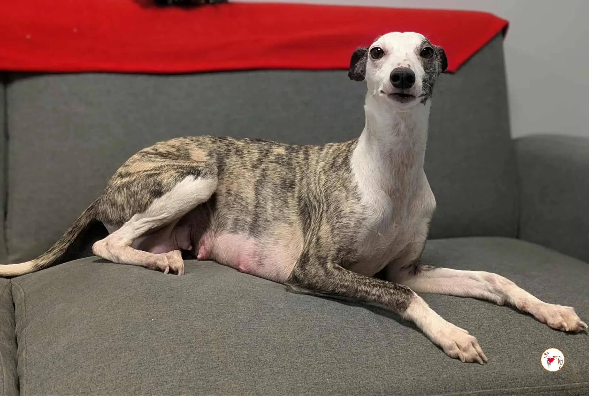 chrissy grey adozione 33