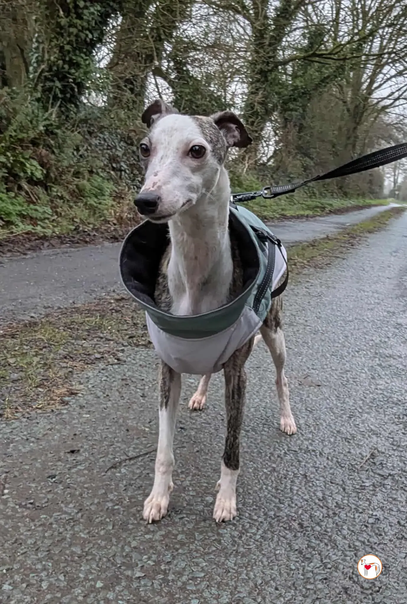 chrissy grey adozione 34